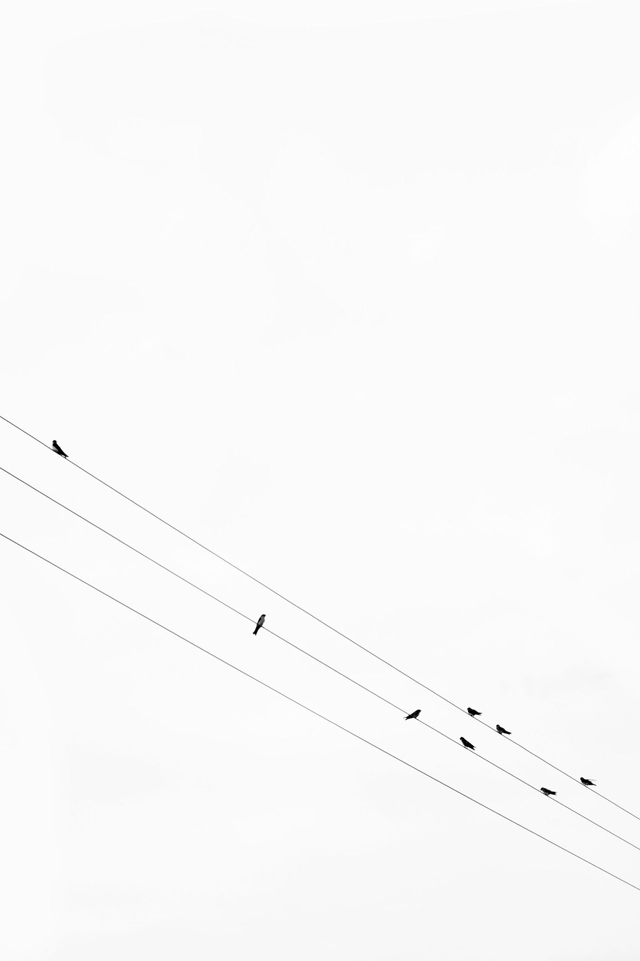 on a wire. Minimalist photography, White aesthetic, Minimalist wallpaper