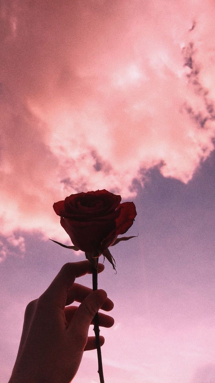 sky, wallpaper, rose and clouds