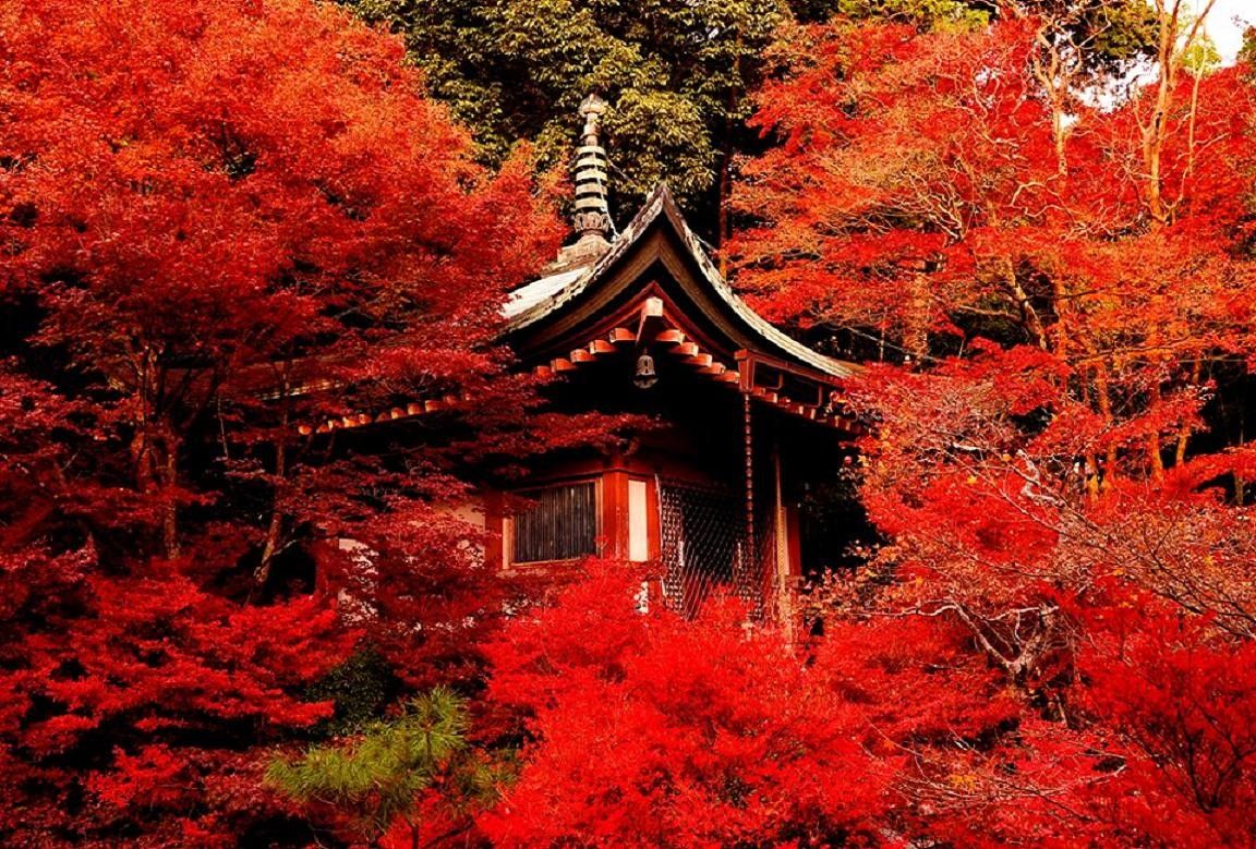 Japanese Shrine Wallpaper Mobile For Free Wallpaper Red Tree Forest HD Wallpaper