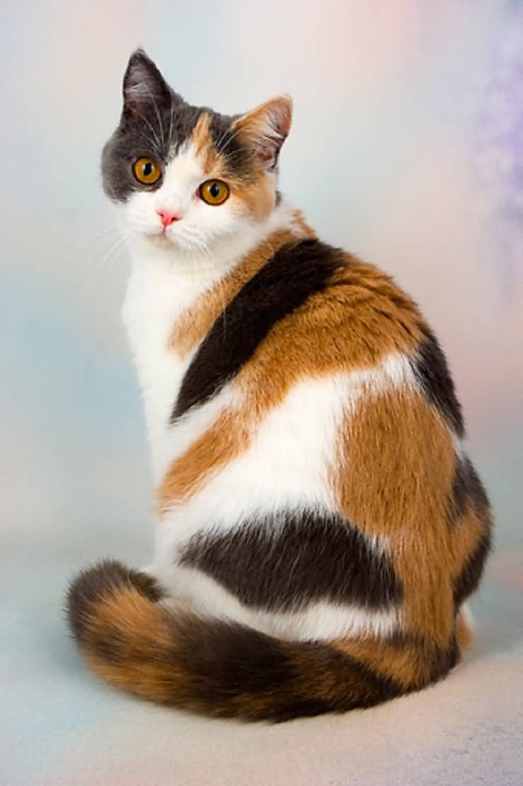 calico kitten wallpaper hd