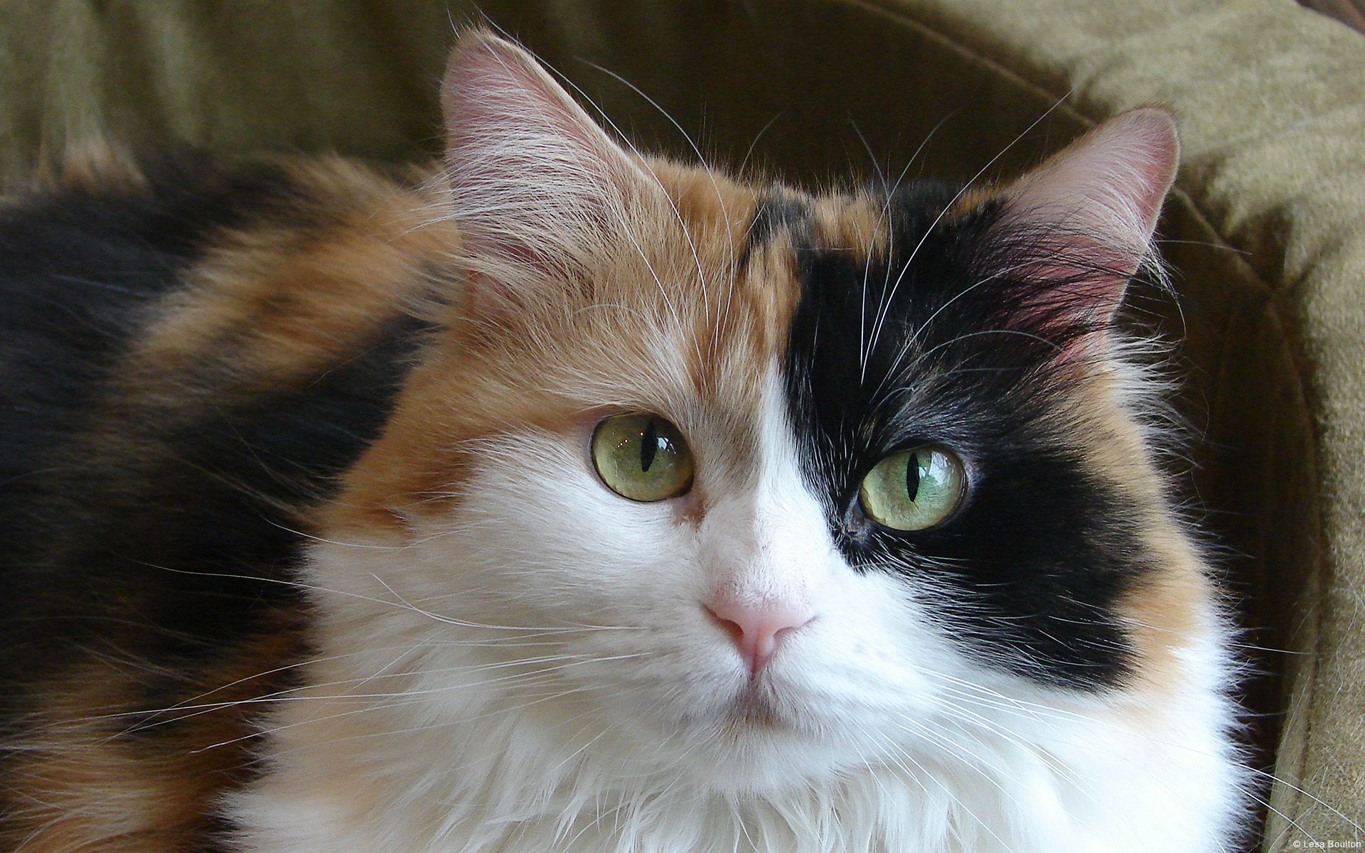 Beautiful!. Calico cat, Cat portraits, Pretty cats