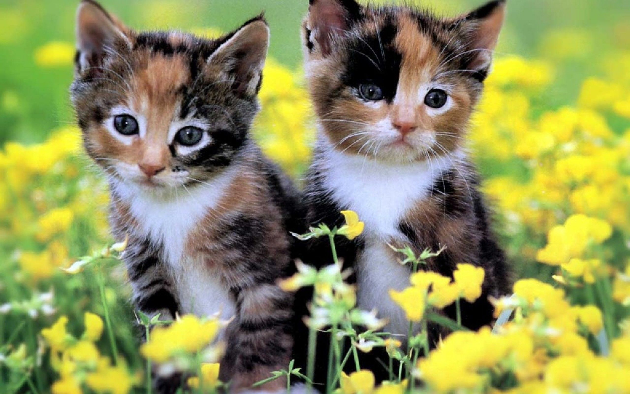 Cute Calico Kittens HD Wallpaper