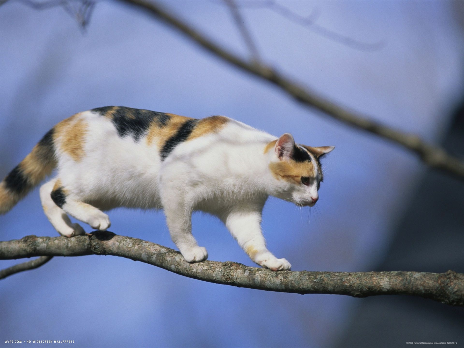Calico Cats Wallpaper Free Calico Cats Background