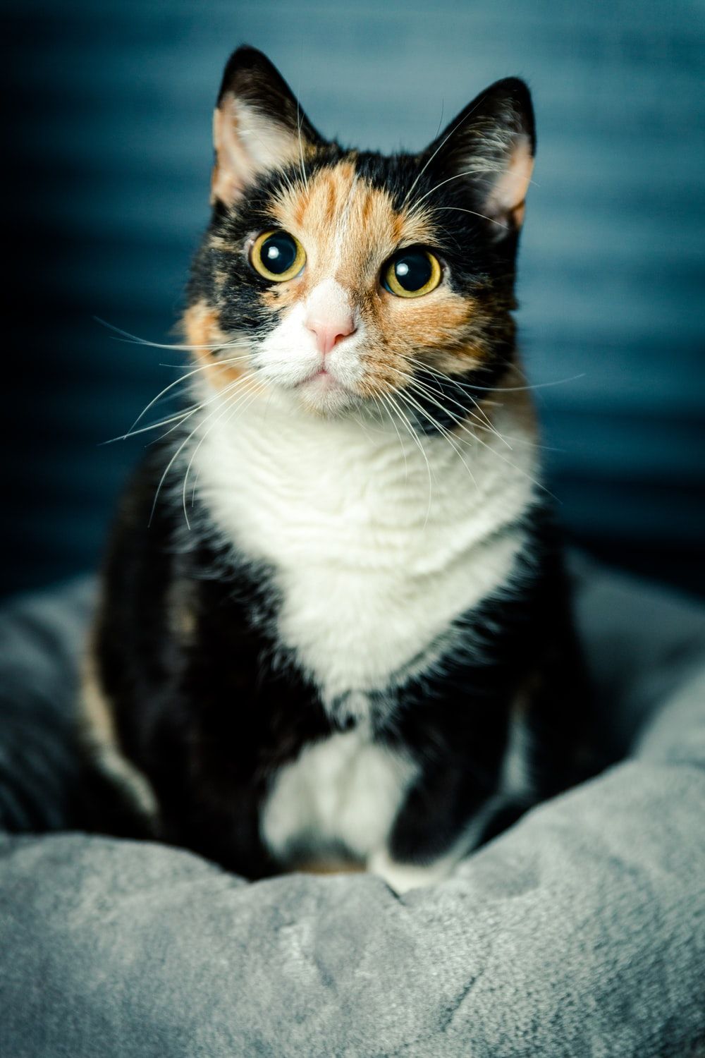 Calico Cat Picture. Download Free Image