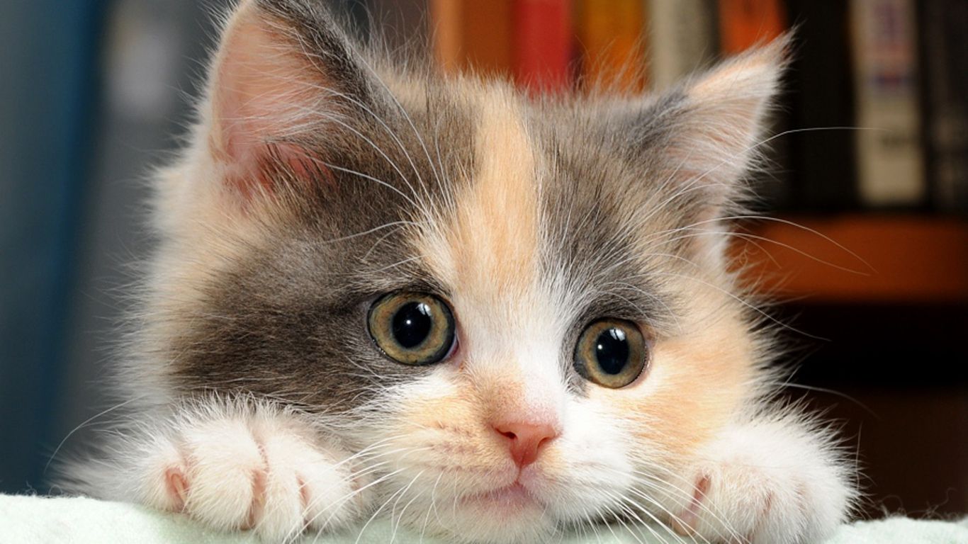 Kittens image calico kittens HD wallpaper and background photo
