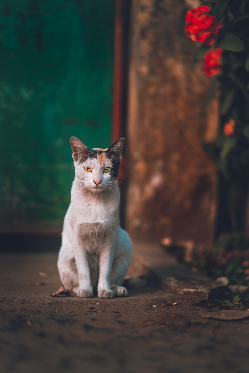 calico cat sitting photo