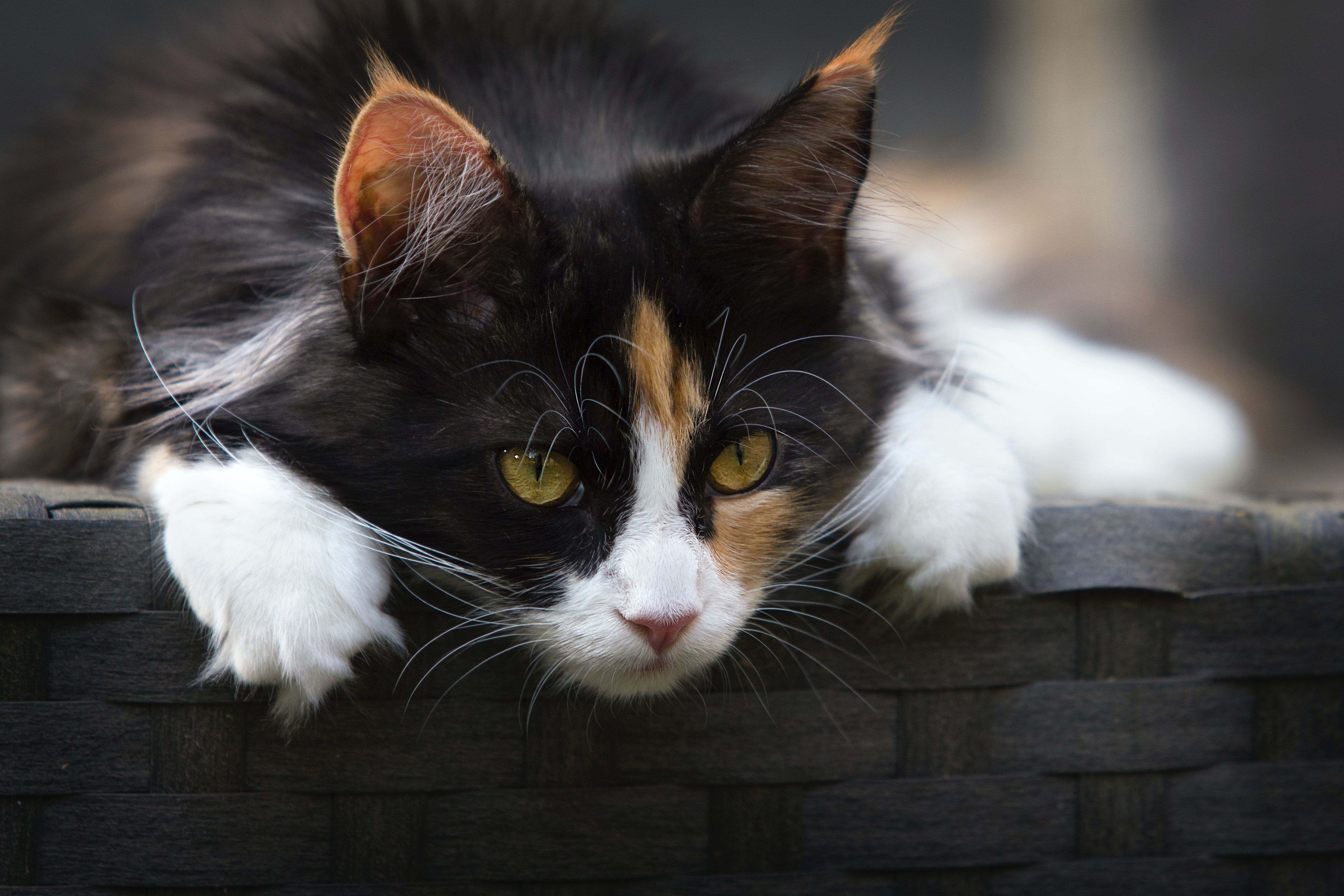 Focus Photo of Calico Cat · Free