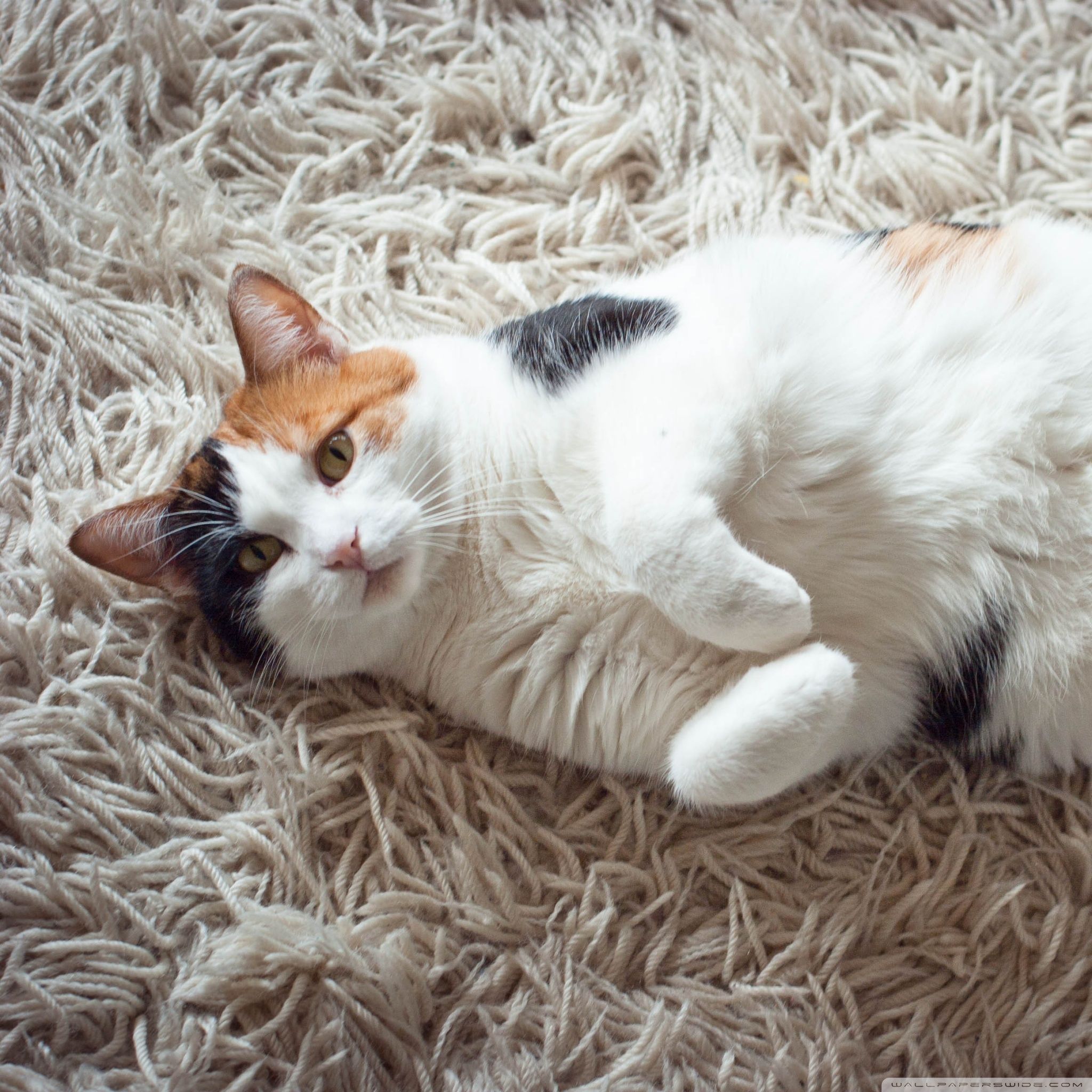 Calico Cat Ultra HD Desktop Background Wallpaper for 4K UHD TV, Widescreen & UltraWide Desktop & Laptop, Multi Display, Dual Monitor, Tablet