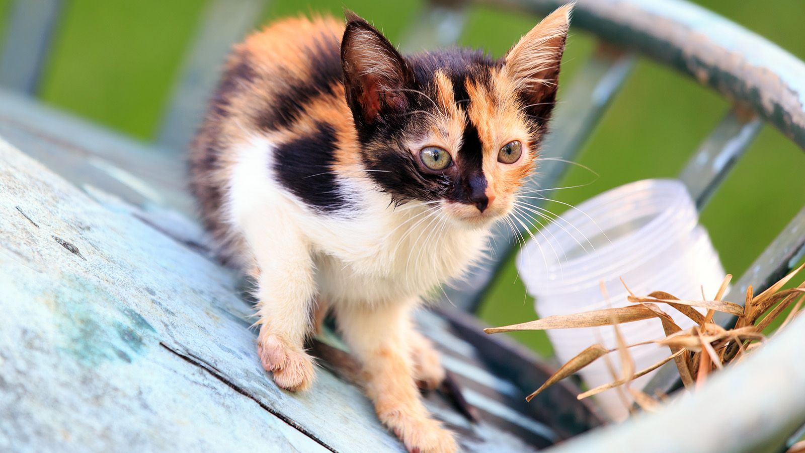 A Calico Cat Wears a Coat of Many Colors