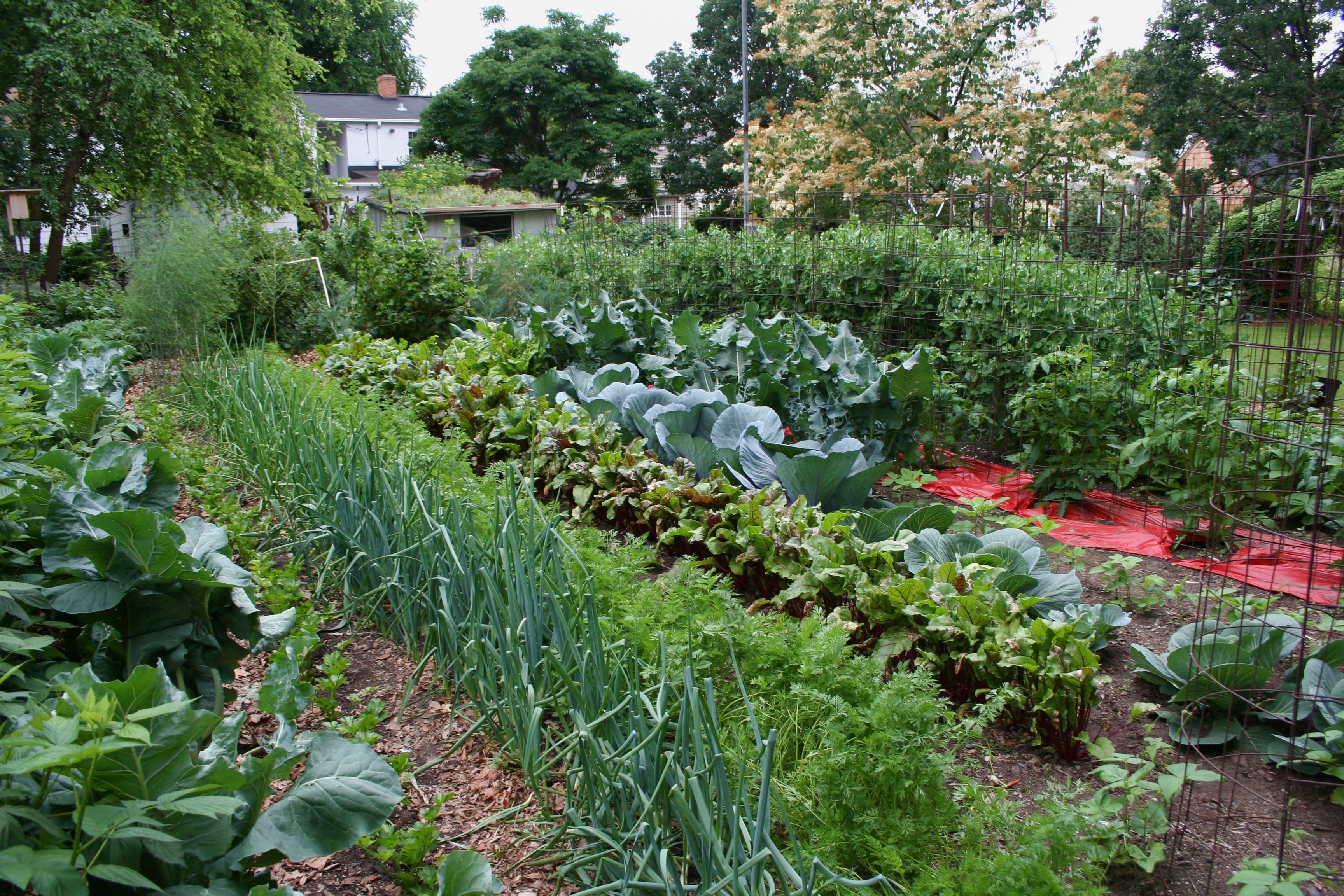 Vegetable Garden Wallpaper