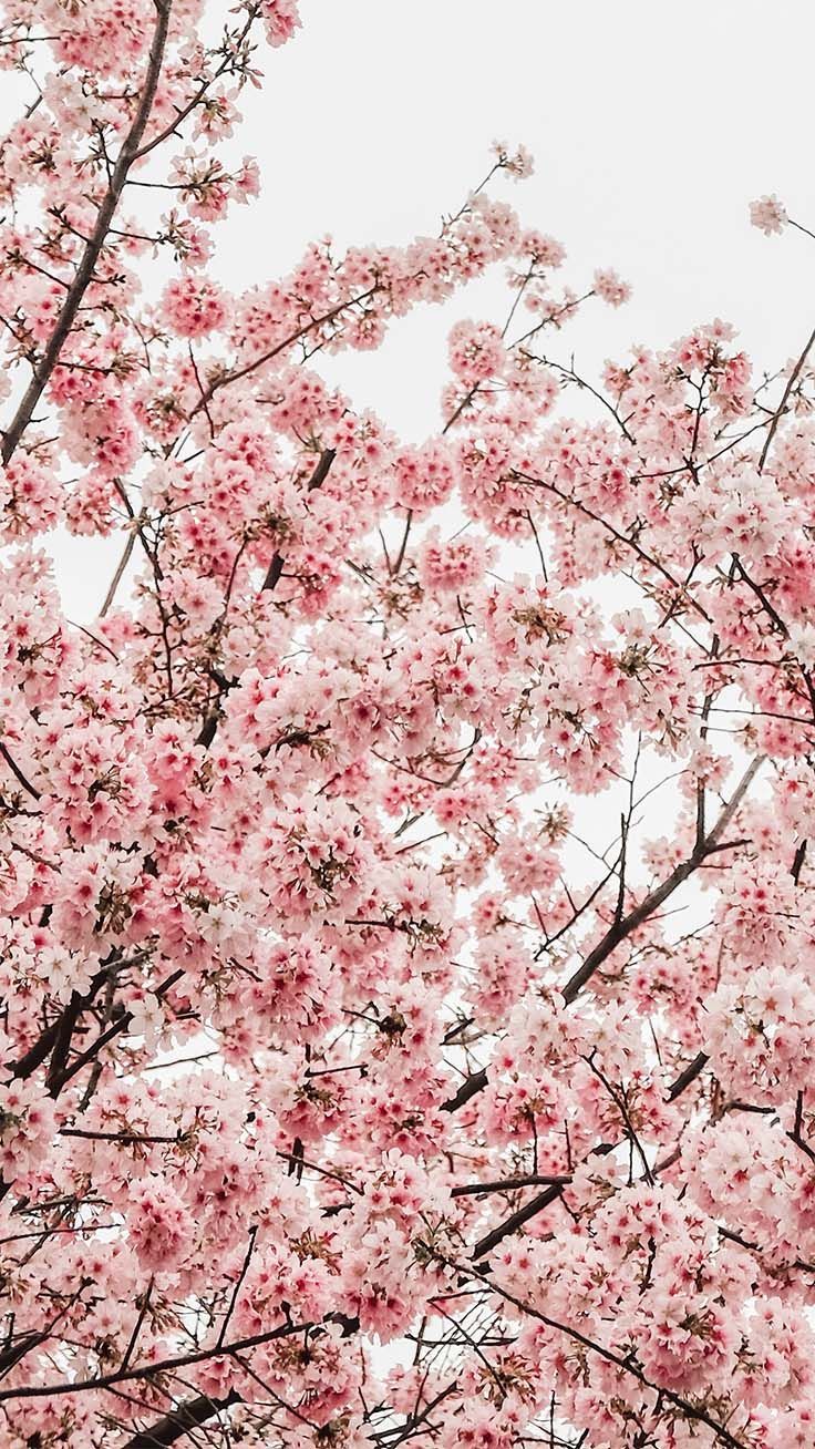 Pretty Springtime iPhone Wallpaper. Preppy Wallpaper. Preppy wallpaper, Cherry blossom wallpaper, iPhone wallpaper preppy