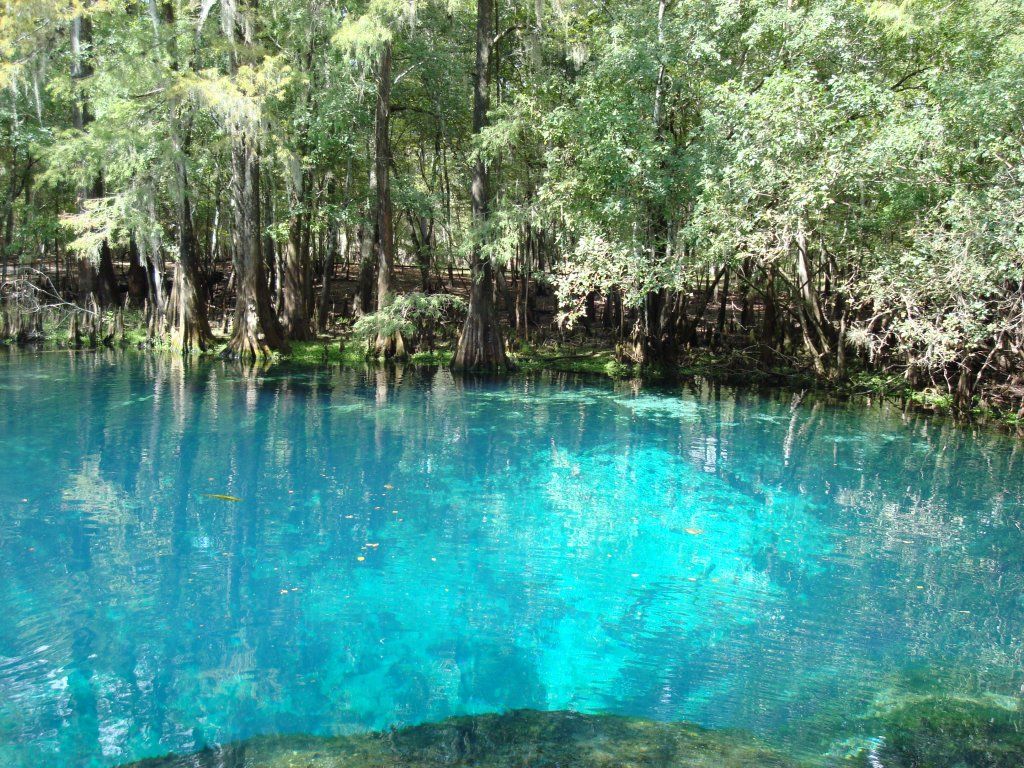 Manatee Springs Blue Water Springs Wallpaper & Background Download