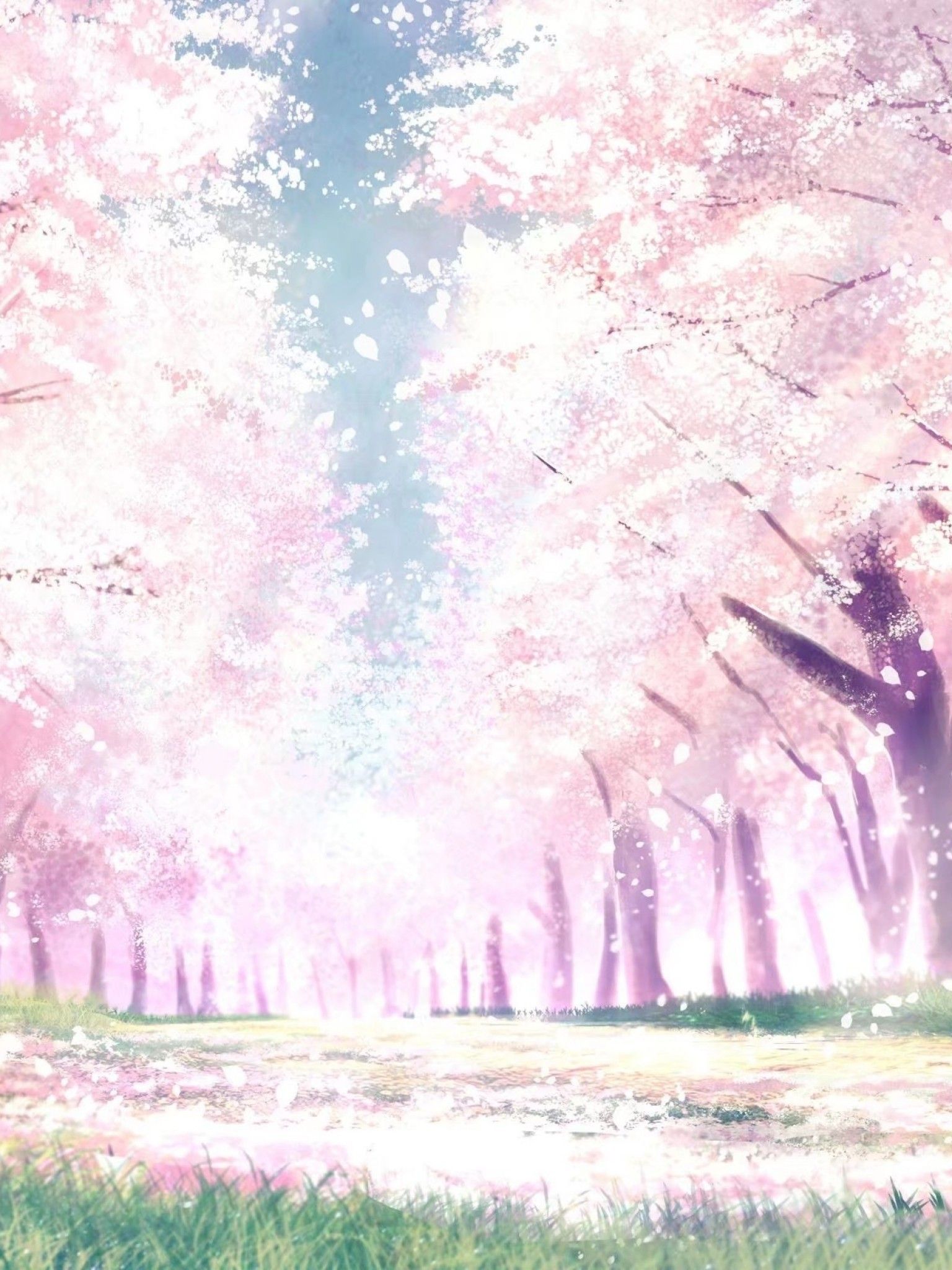 Download 1536x2048 Anime Landscape, Spring, Cherry Blossom, Sakura Bloom, Trees, Path Wallpaper for Apple iPad Mini, Apple IPad 4