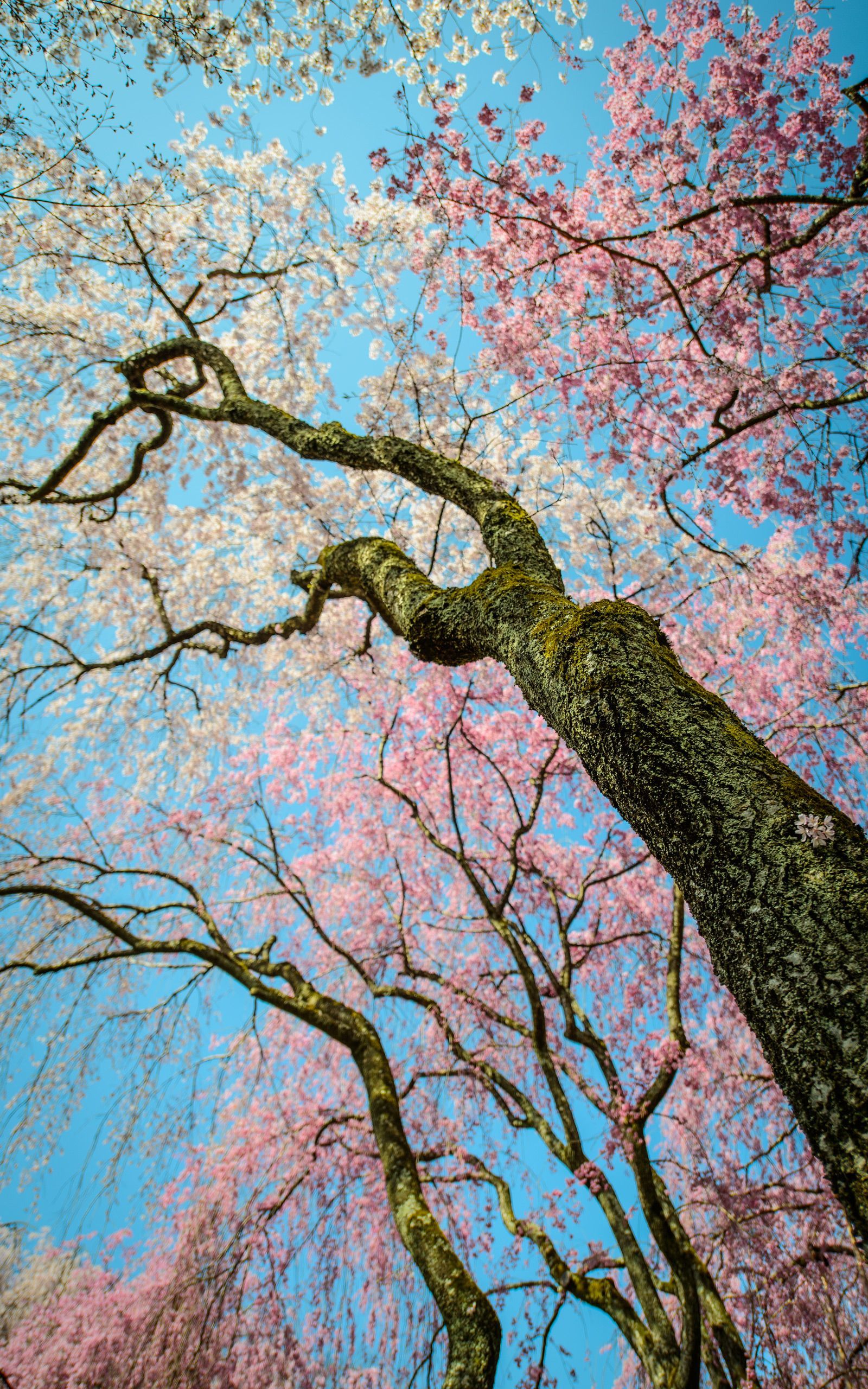 Cherry blossom. Cherry blossom art, Cherry blossom japan, Sakura cherry blossom