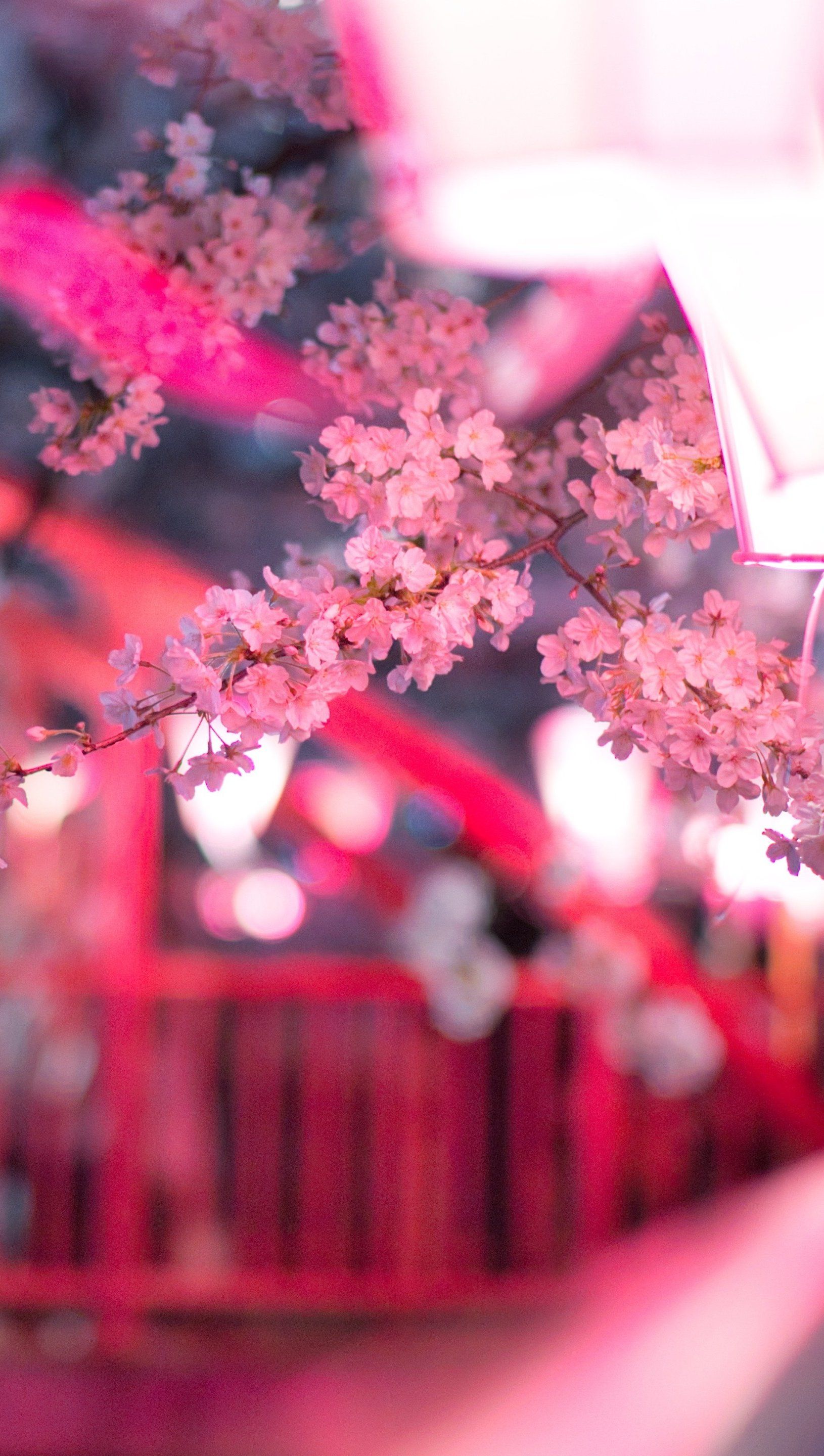 Cherry blossom with streetlights Wallpaper 5k Ultra HD