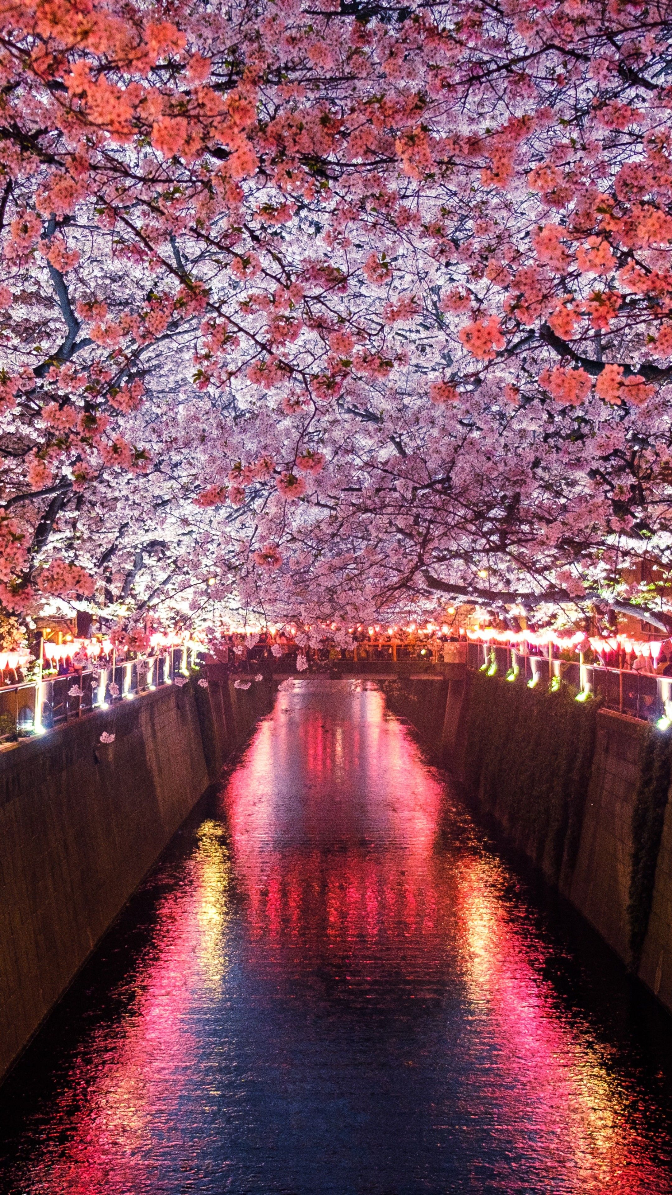 Wallpaper Sakura, Spring, 5K, Nature