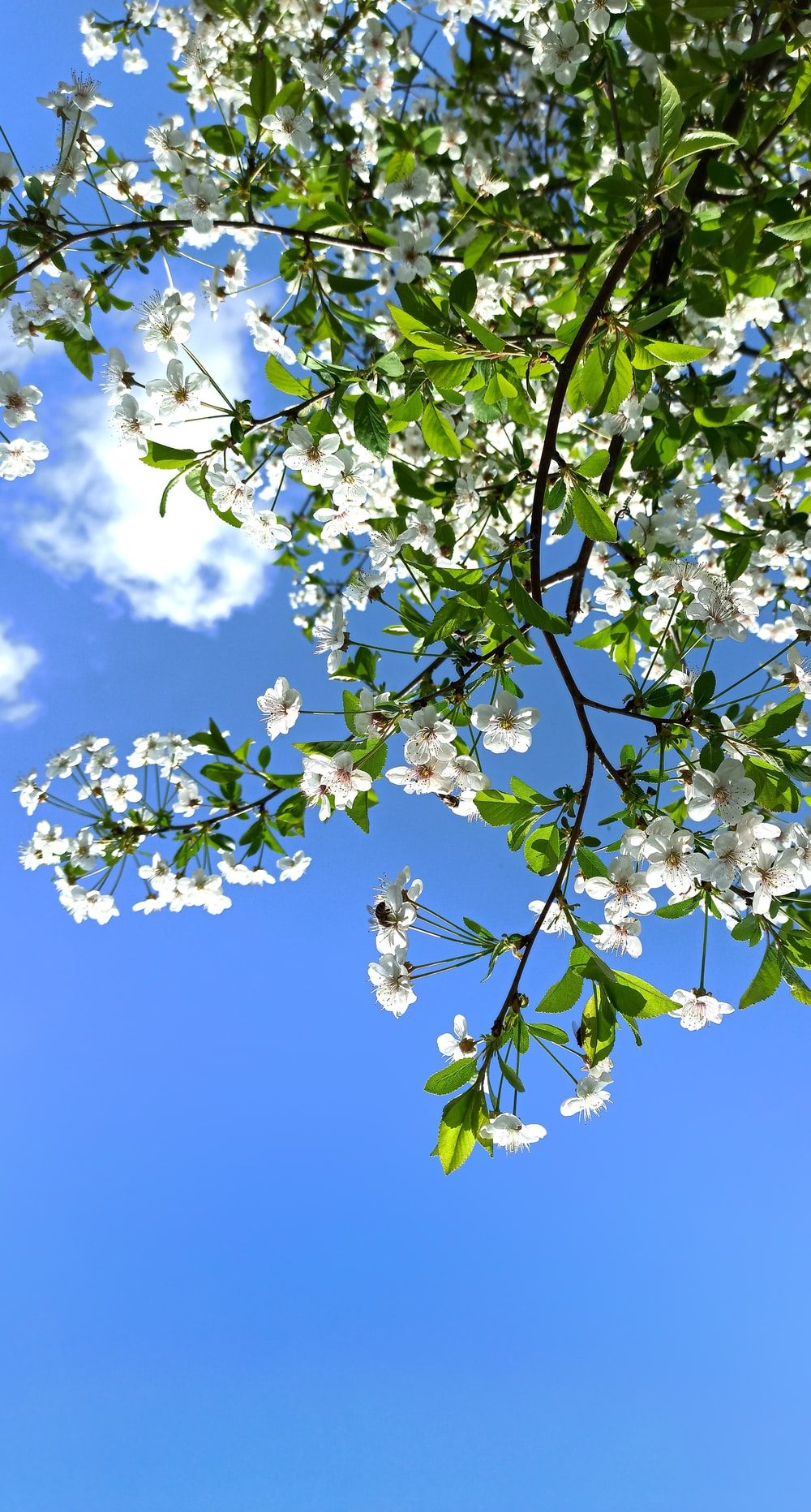 Spring Background Wallpaper Vertical