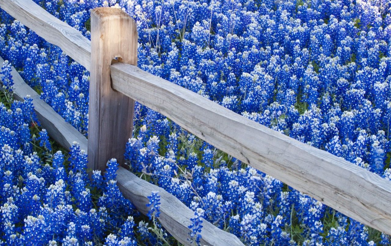 Blue Flowers Field wallpaper. Blue Flowers Field