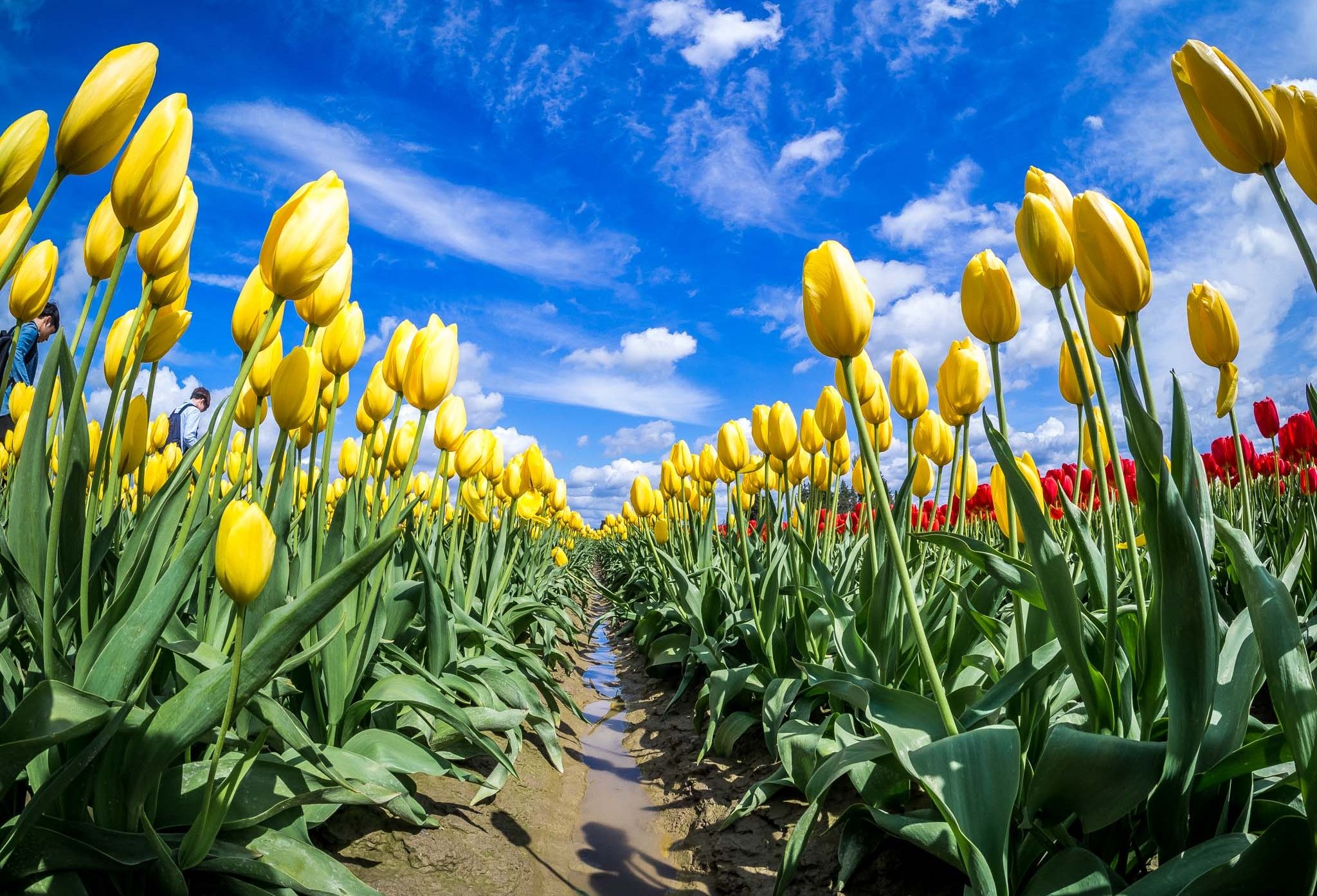 blue, field, spring, yellow, red, flowers, Washington, tulips, green, agriculture, beautiful wallpaper