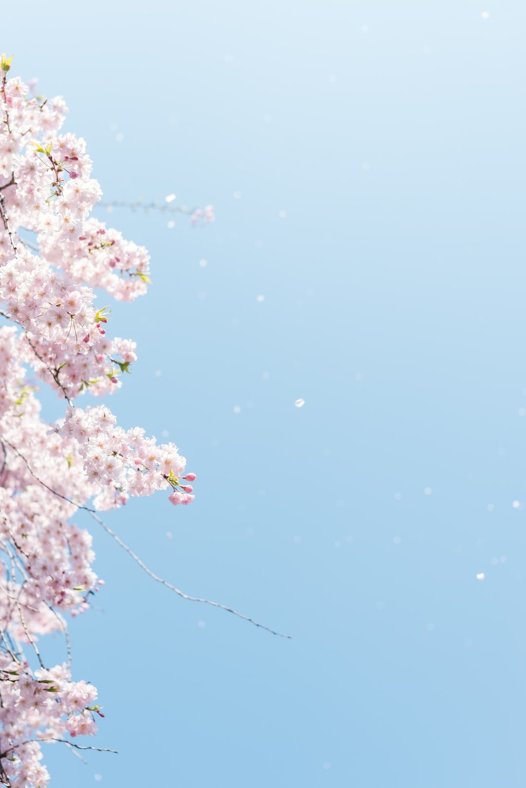 Spring Portrait Wallpapers - Wallpaper Cave