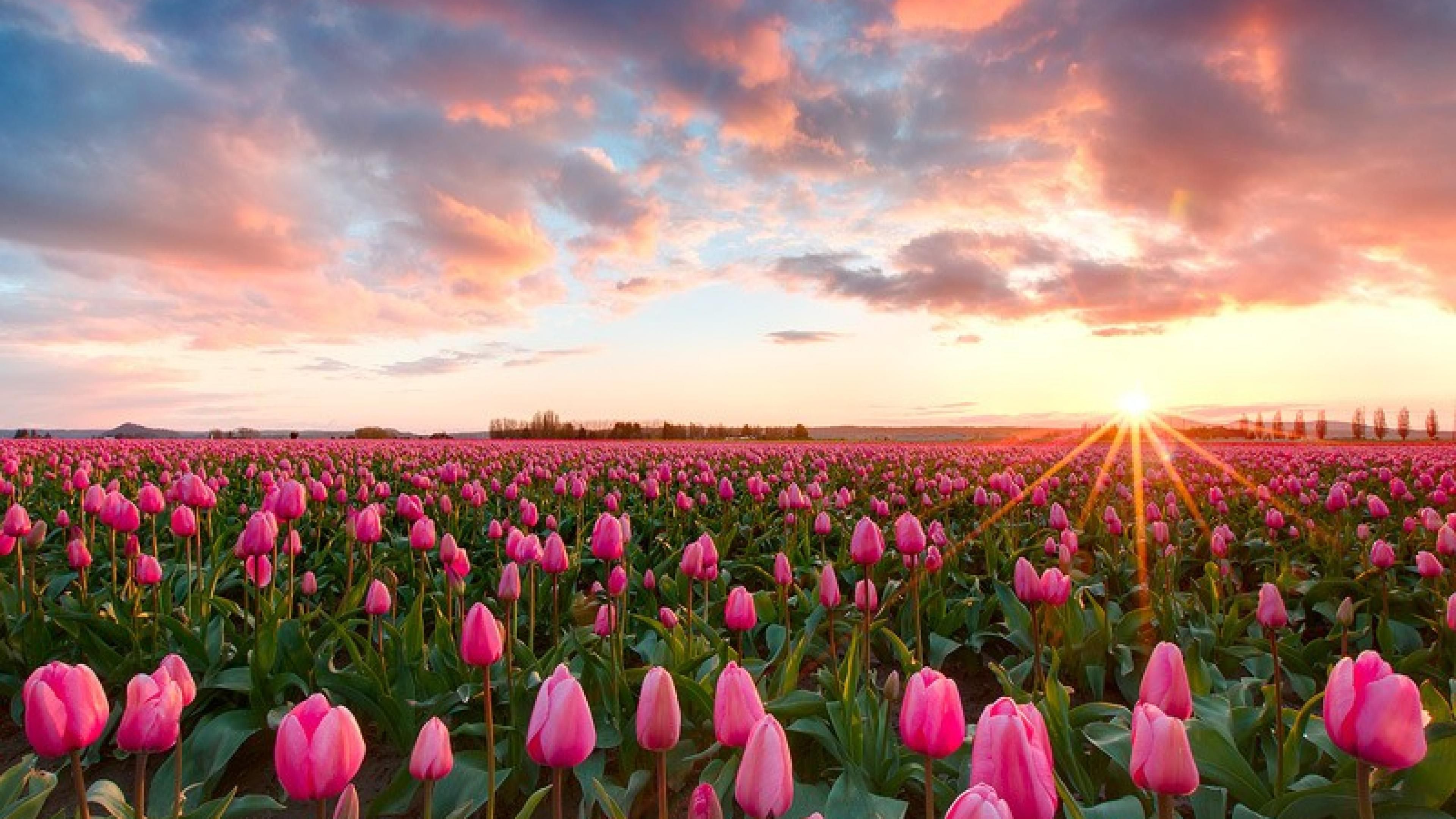 Beautiful Sunset Pink Tulip Flowers At Skagit Valley Tulip Festival. Flower Meanings, Picture and Photo