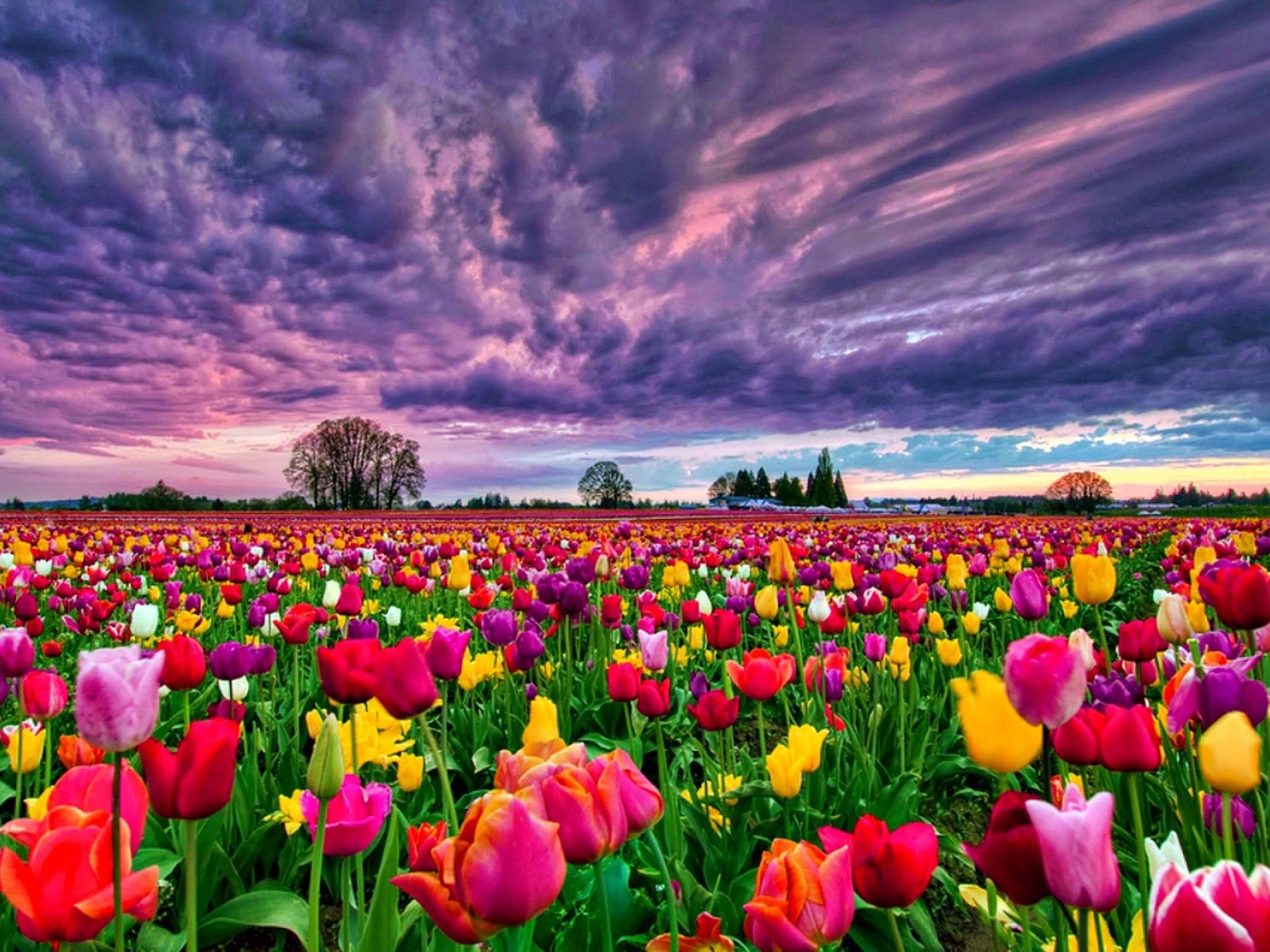 Tulips Field At Sunset Wallpapers  Wallpaper Cave