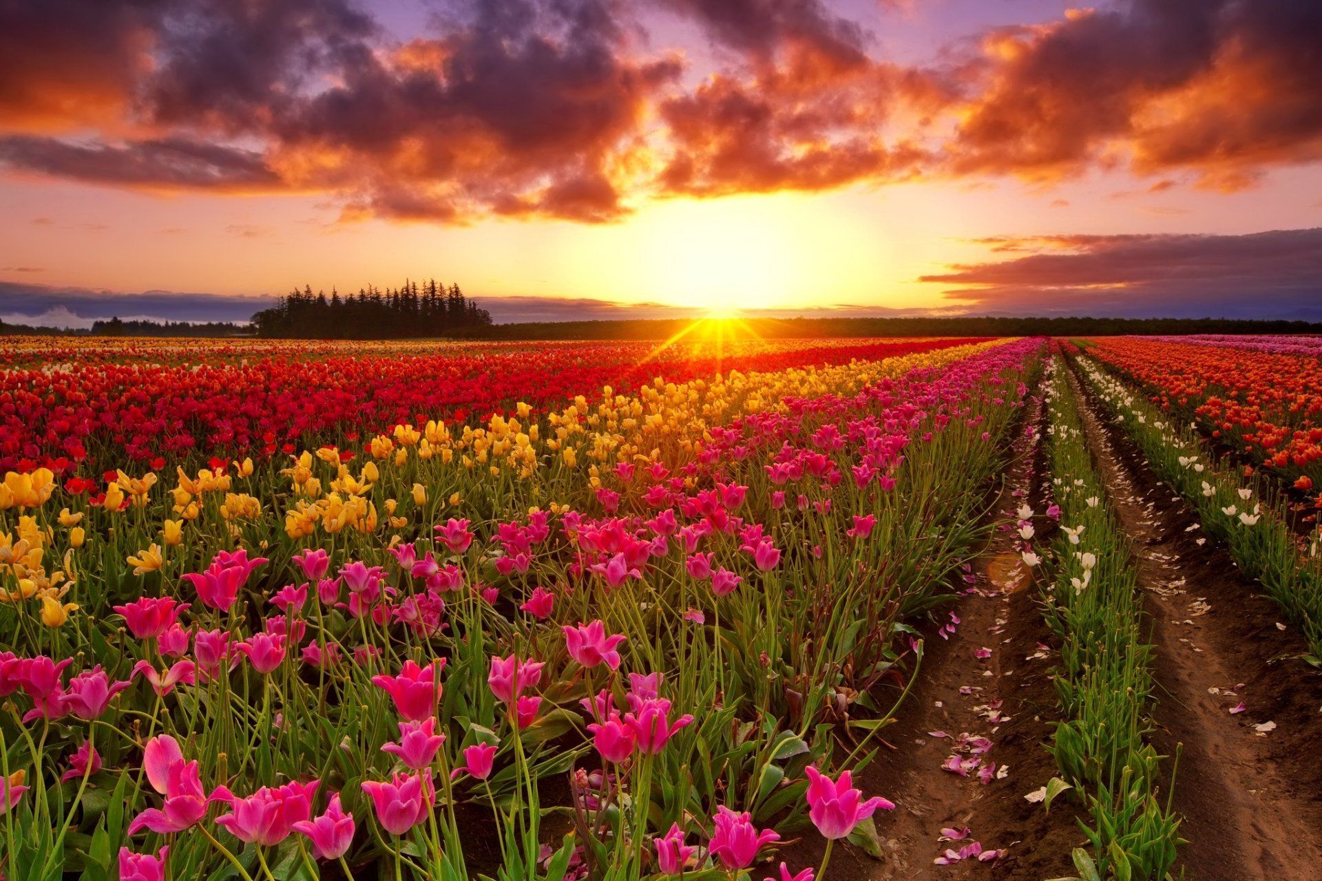 Tulip Field at Sunset Wallpaper Background Image. View, download, comment, and rate. Sunset wallpaper, Tulips, Background image