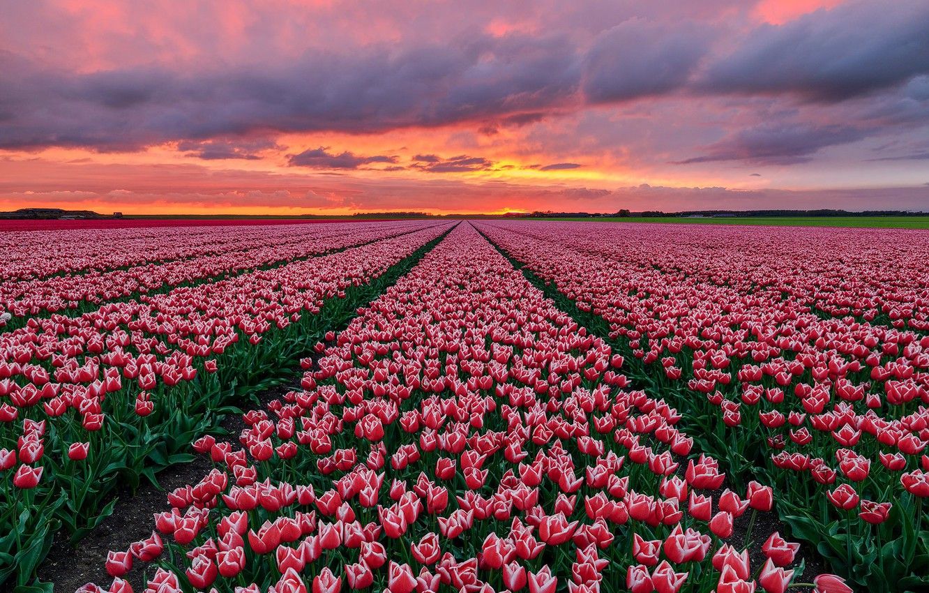 Wallpaper field, sunset, tulips, Holland image for desktop, section цветы