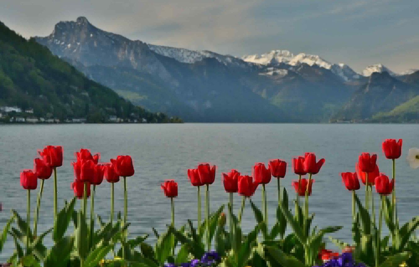 Wallpaper mountains, lake, spring, Austria, tulips image for desktop, section природа