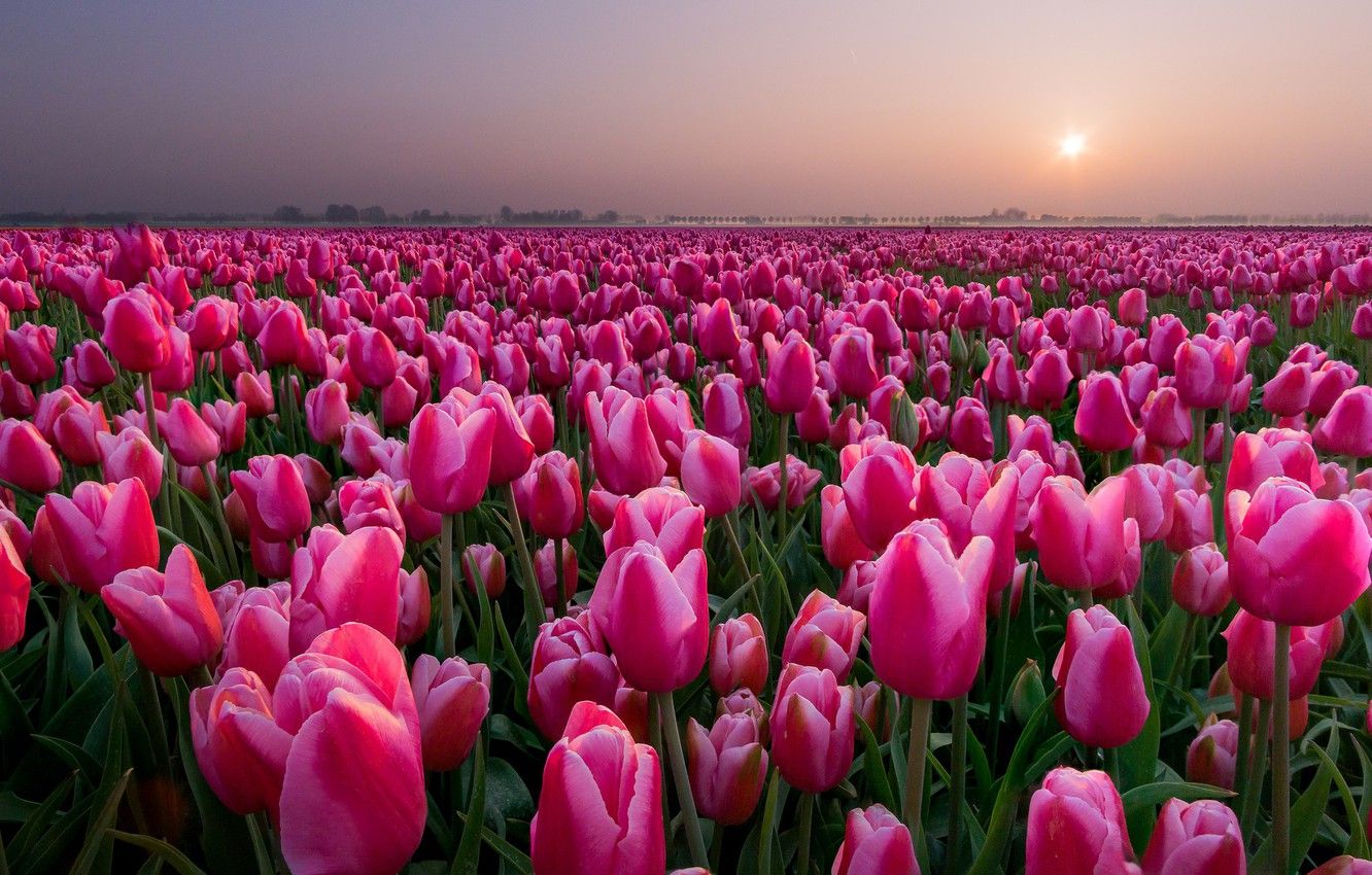 Wallpaper field, sunset, tulips, Netherlands, buds, a lot image for desktop, section цветы