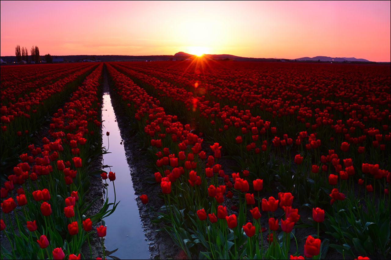 Desktop Wallpaper Red tulip flower Fields Sunrises and sunsets Many