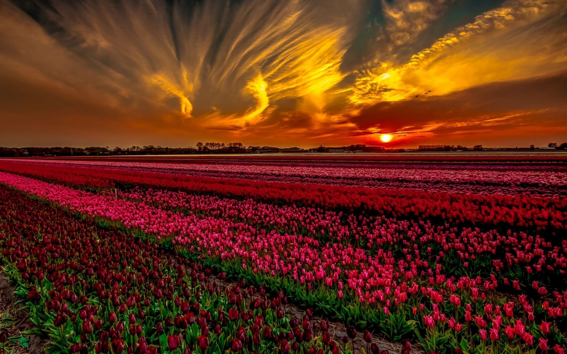 Sunset over Tulip Field Nexus Wallpaper. Forest scenery, Landscape photography, Nature