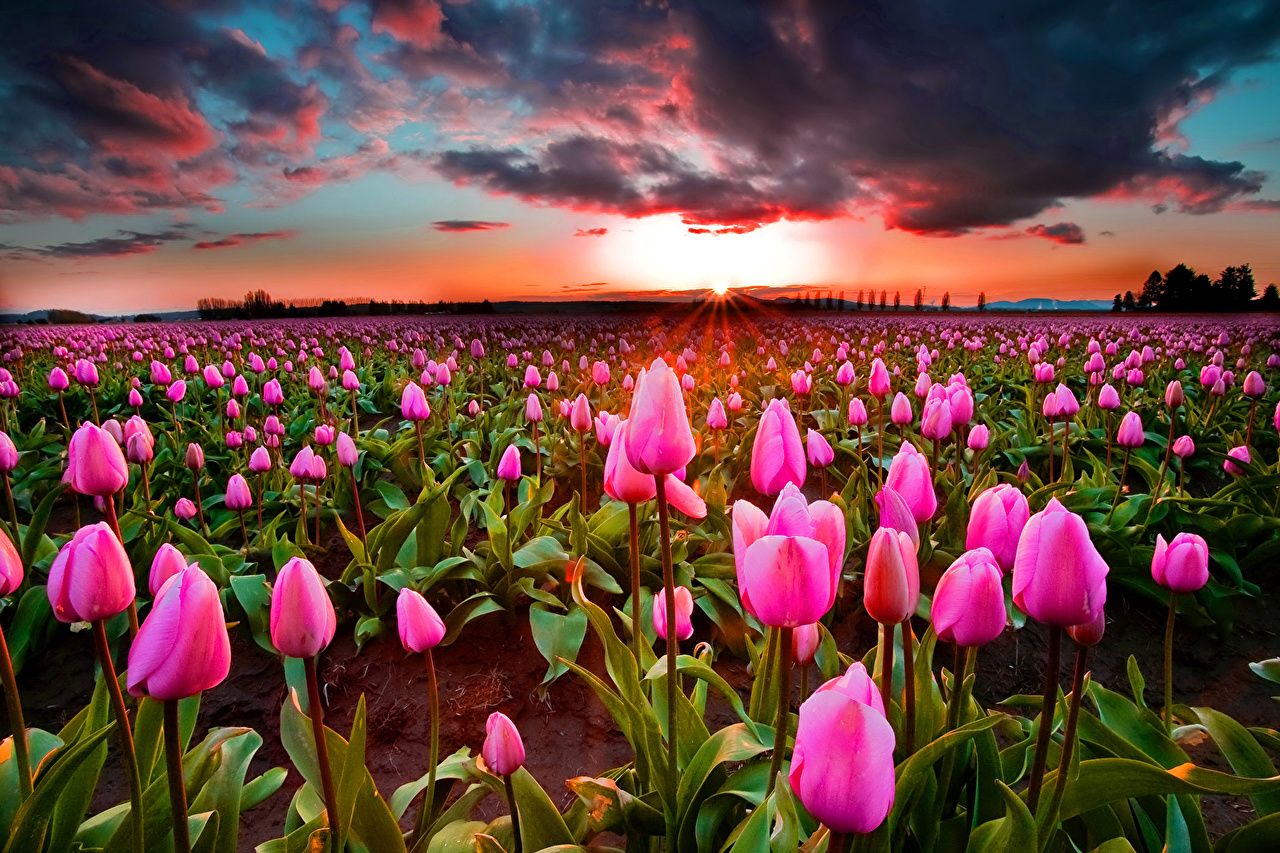Wallpaper Tulips Pink color Fields Flowers Sunrises and sunsets Many