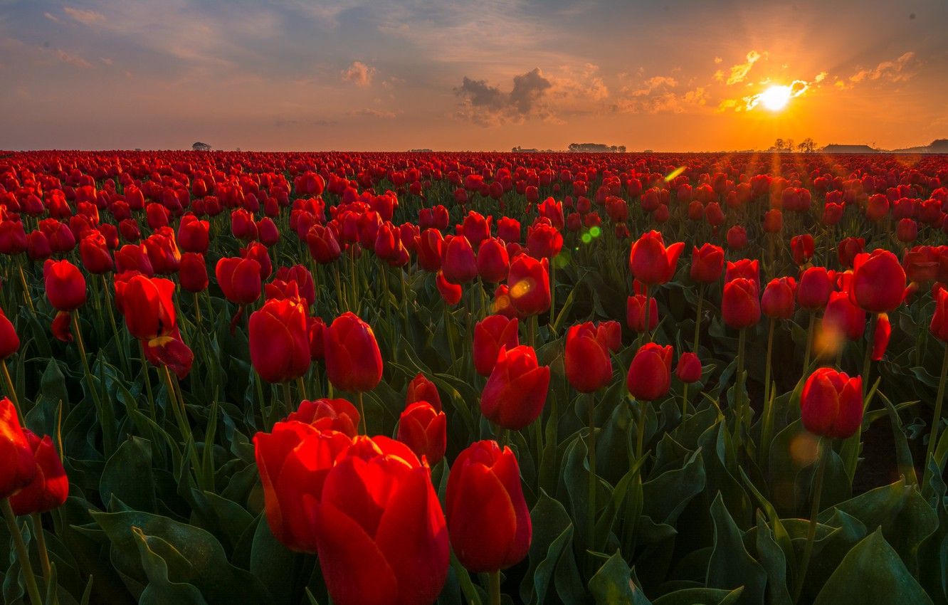 Wallpaper field, sunset, flowers, tulips, Netherlands, buds, plantation image for desktop, section пейзажи