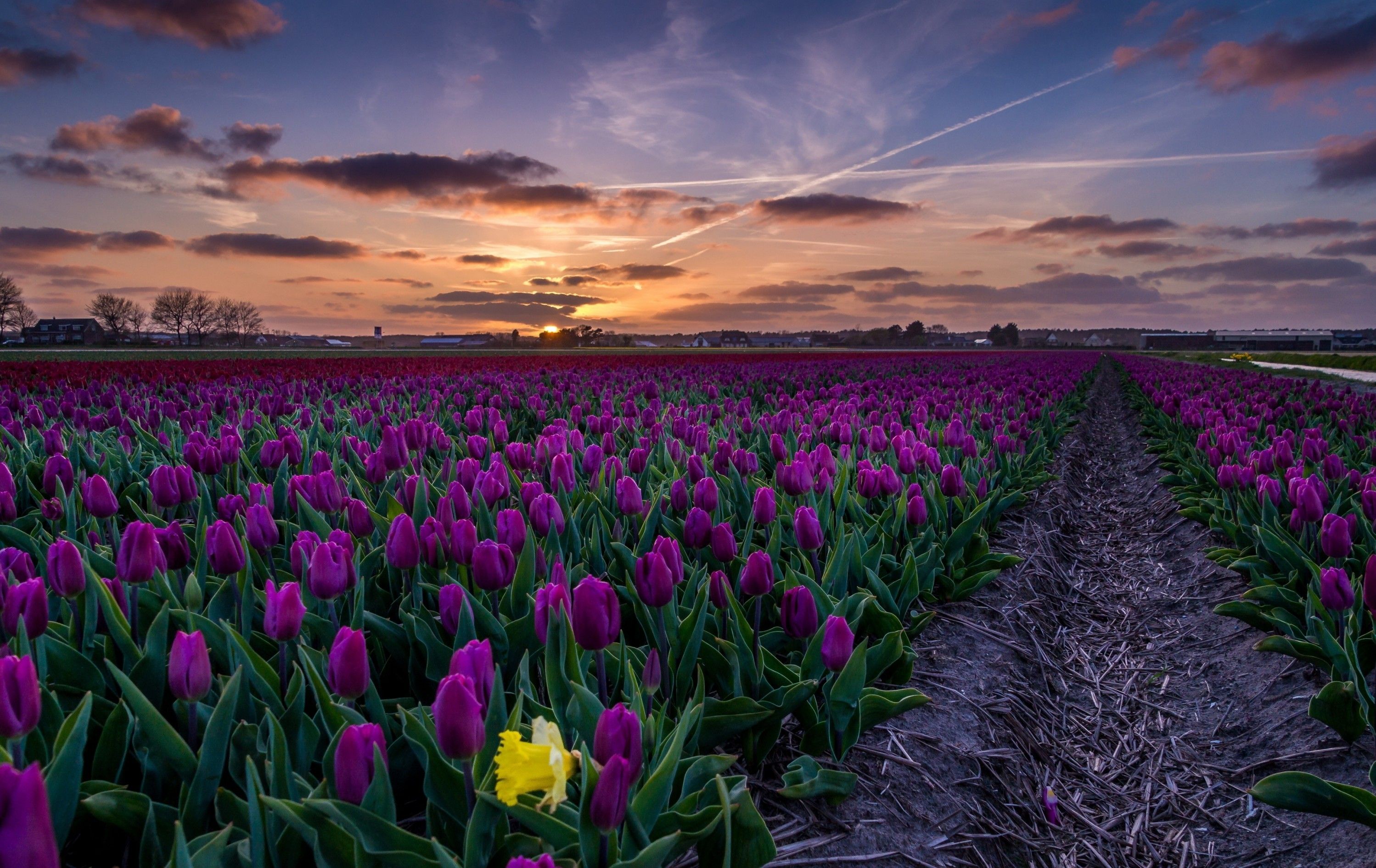 Download 2997x1892 Purple Tulips, Field, Path, Sunset Wallpaper