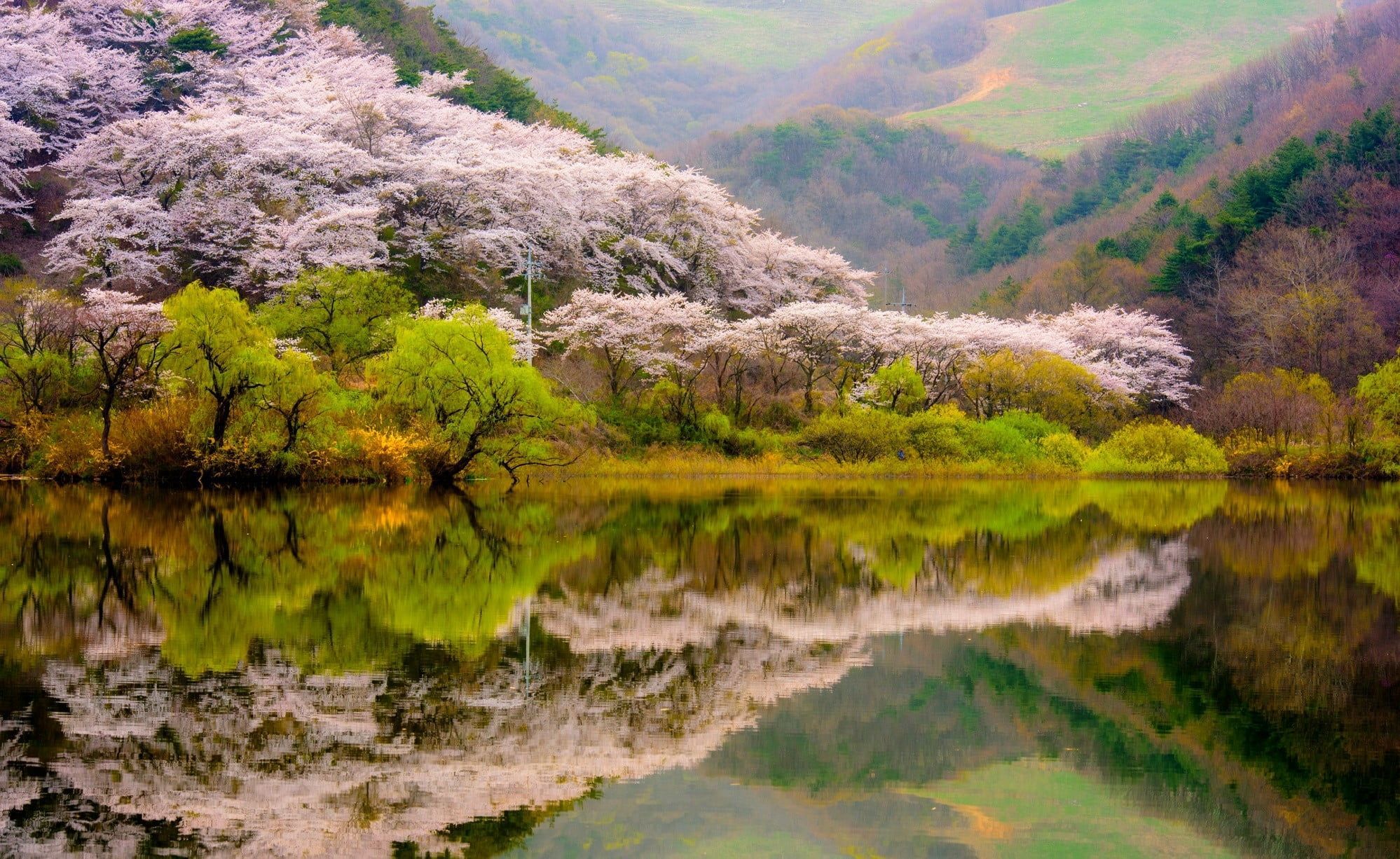 Green Leafed Trees #spring #forest #mountains #lake #reflection #blossoms #trees #nature #landscape P #wallpaper. Spring Forest, Nature Wallpaper, Landscape