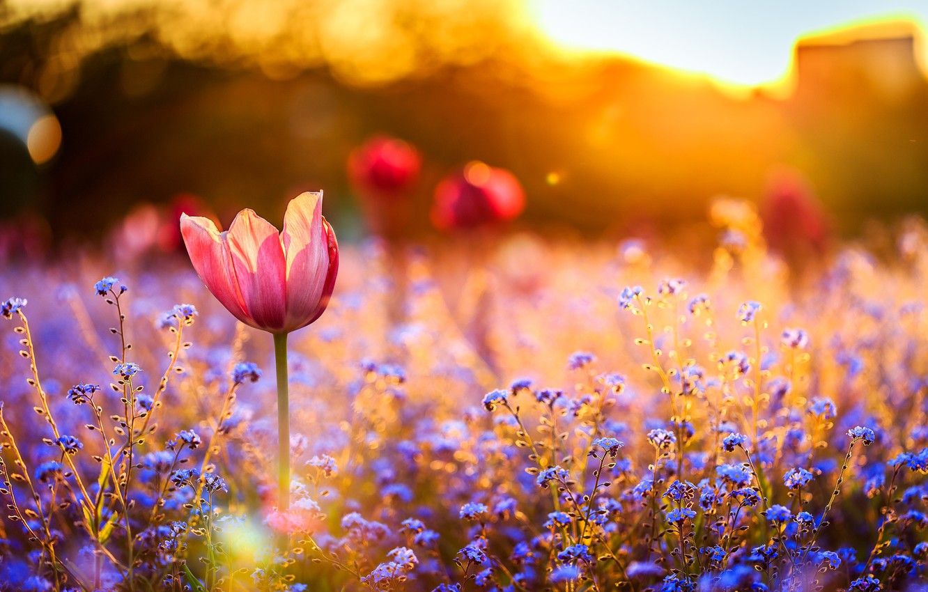 Wallpaper field, sunset, flowers, Tulip image for desktop, section цветы
