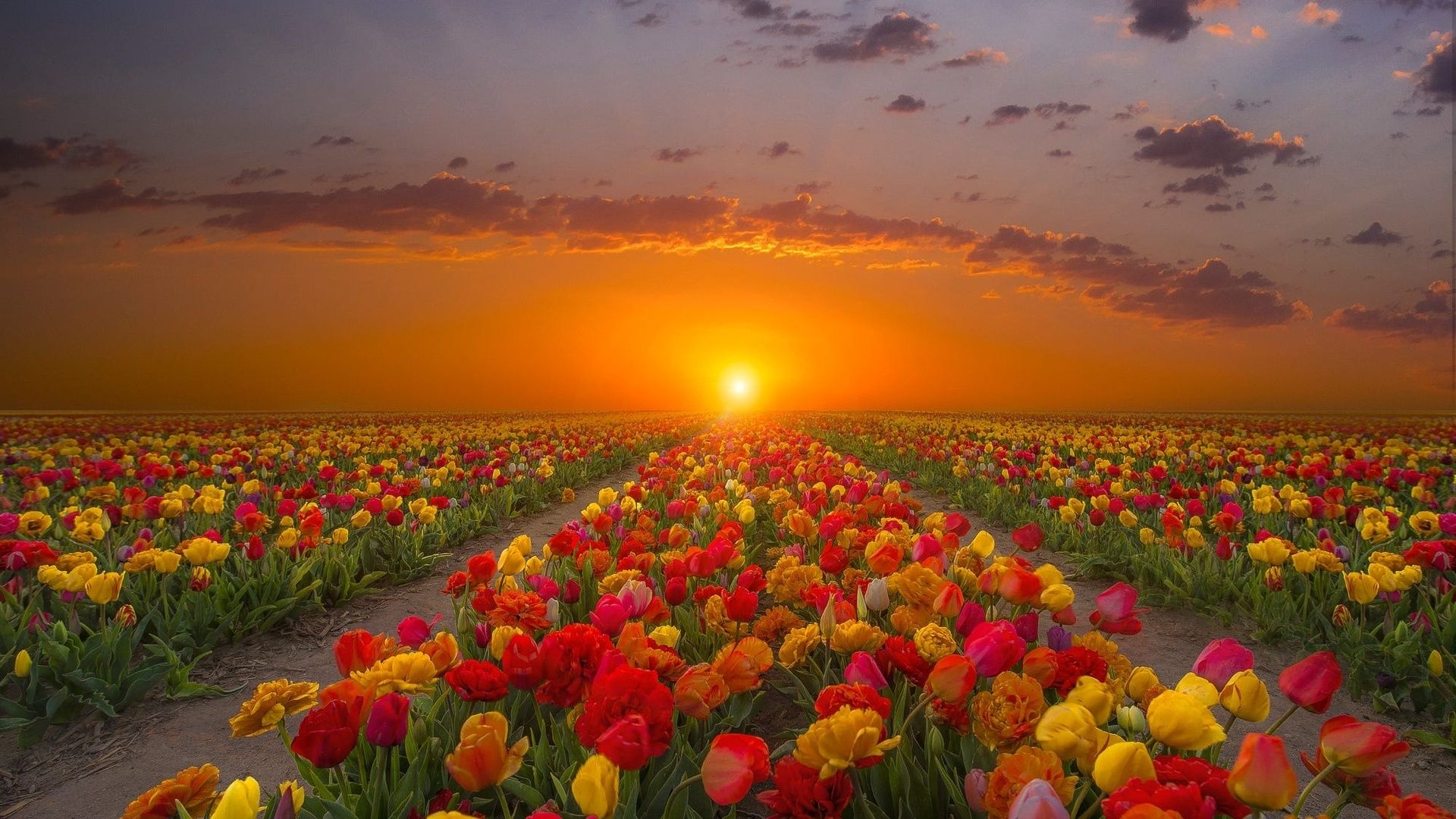 Sunset over tulips field wallpaperx1080