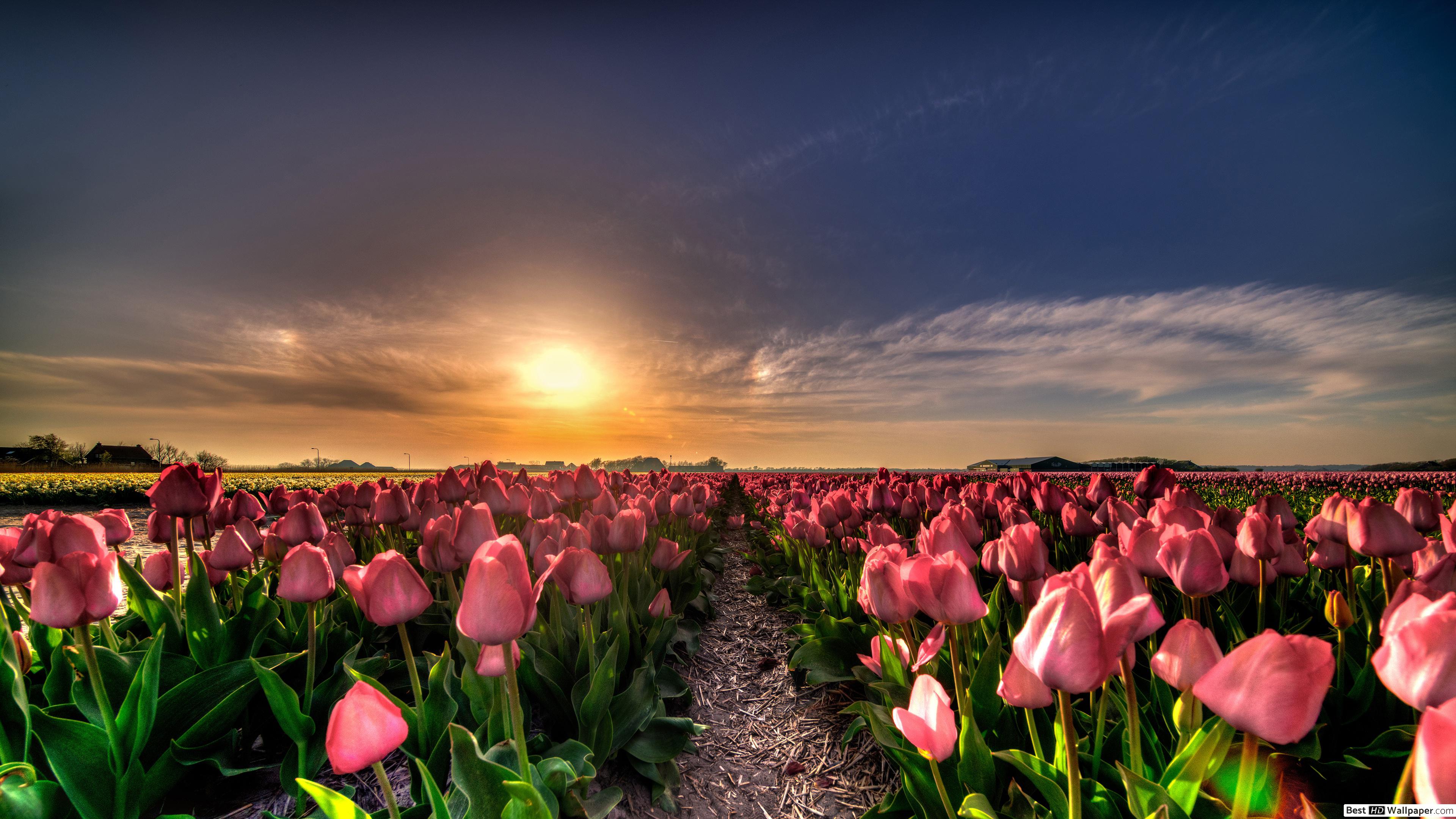 Sunset in a field of tulips HD wallpaper download