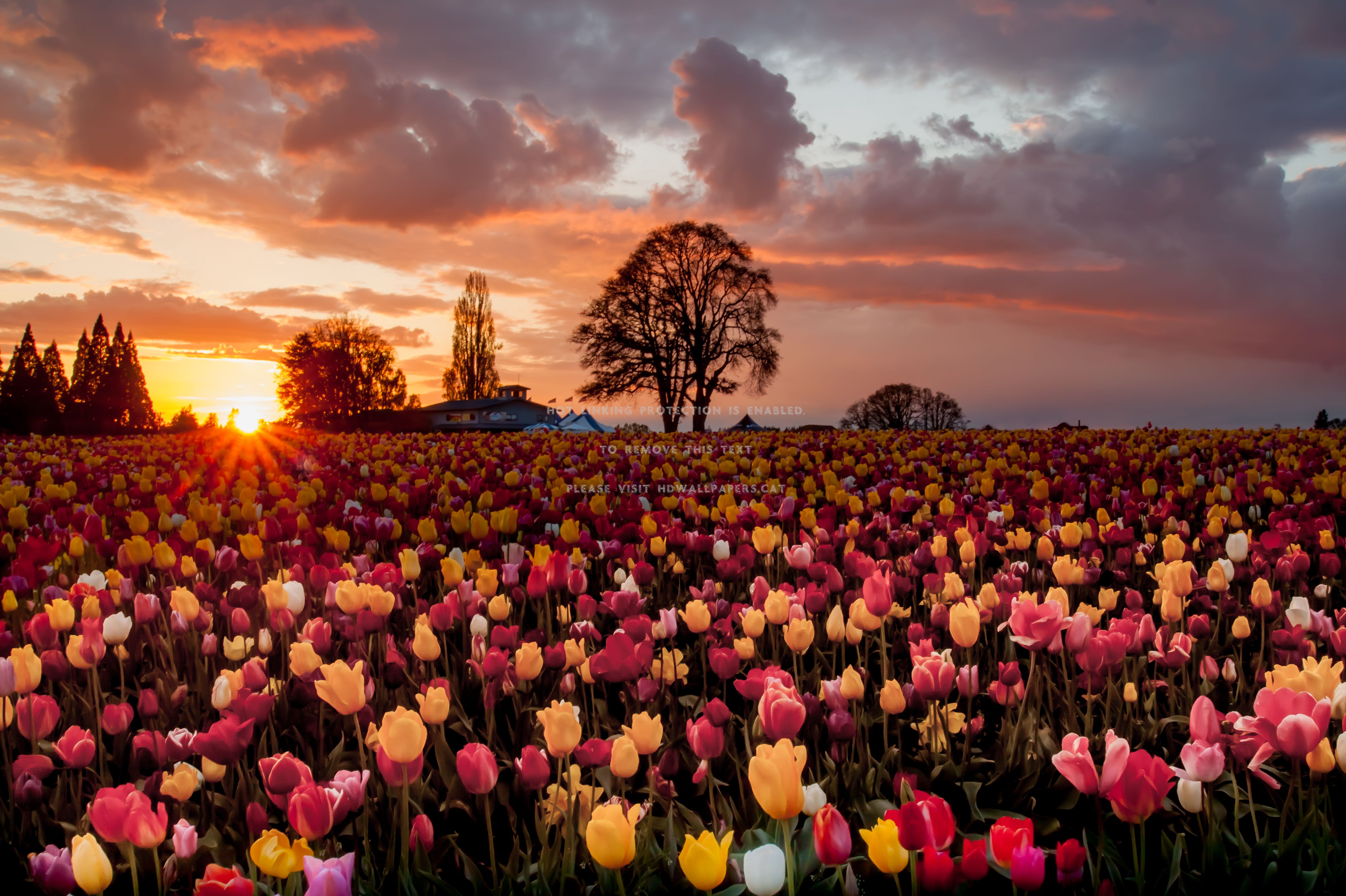 sunset trees landscape tulips field nature