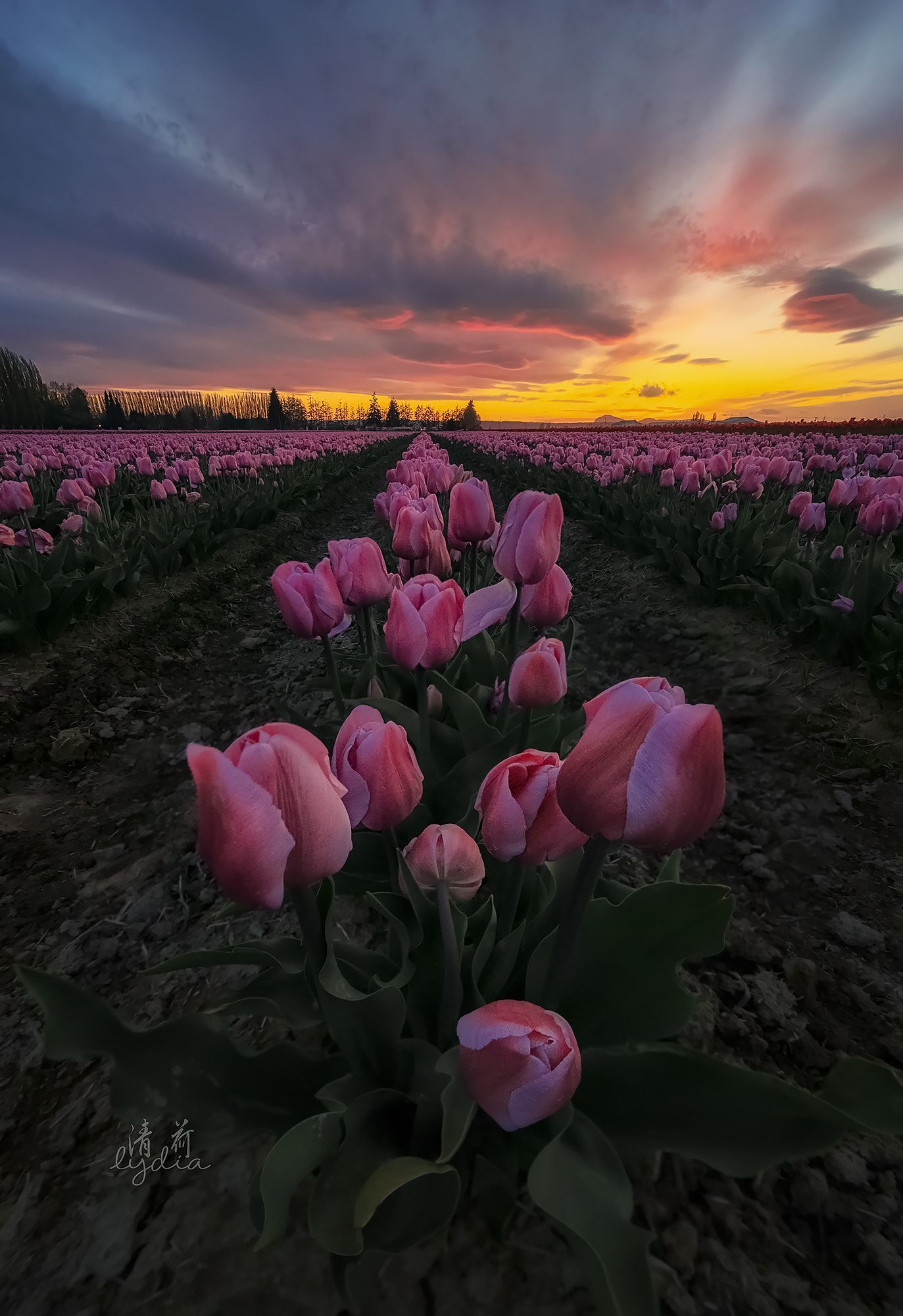 Tulips Field Sunset. Beautiful flowers photography, Flowers photography, Field wallpaper