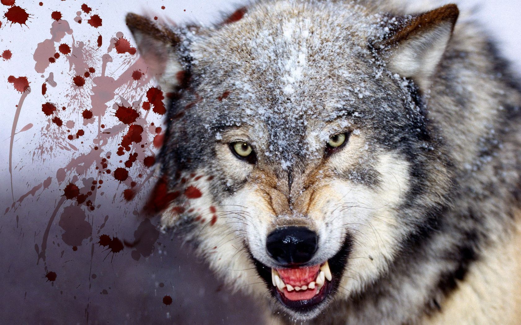 Wild Wolves. Wild Wolf Desktop Wide HD Wallpaper Wolf Desktop Wide. Binatang Buas, Serigala Abu Abu, Timber Wolf