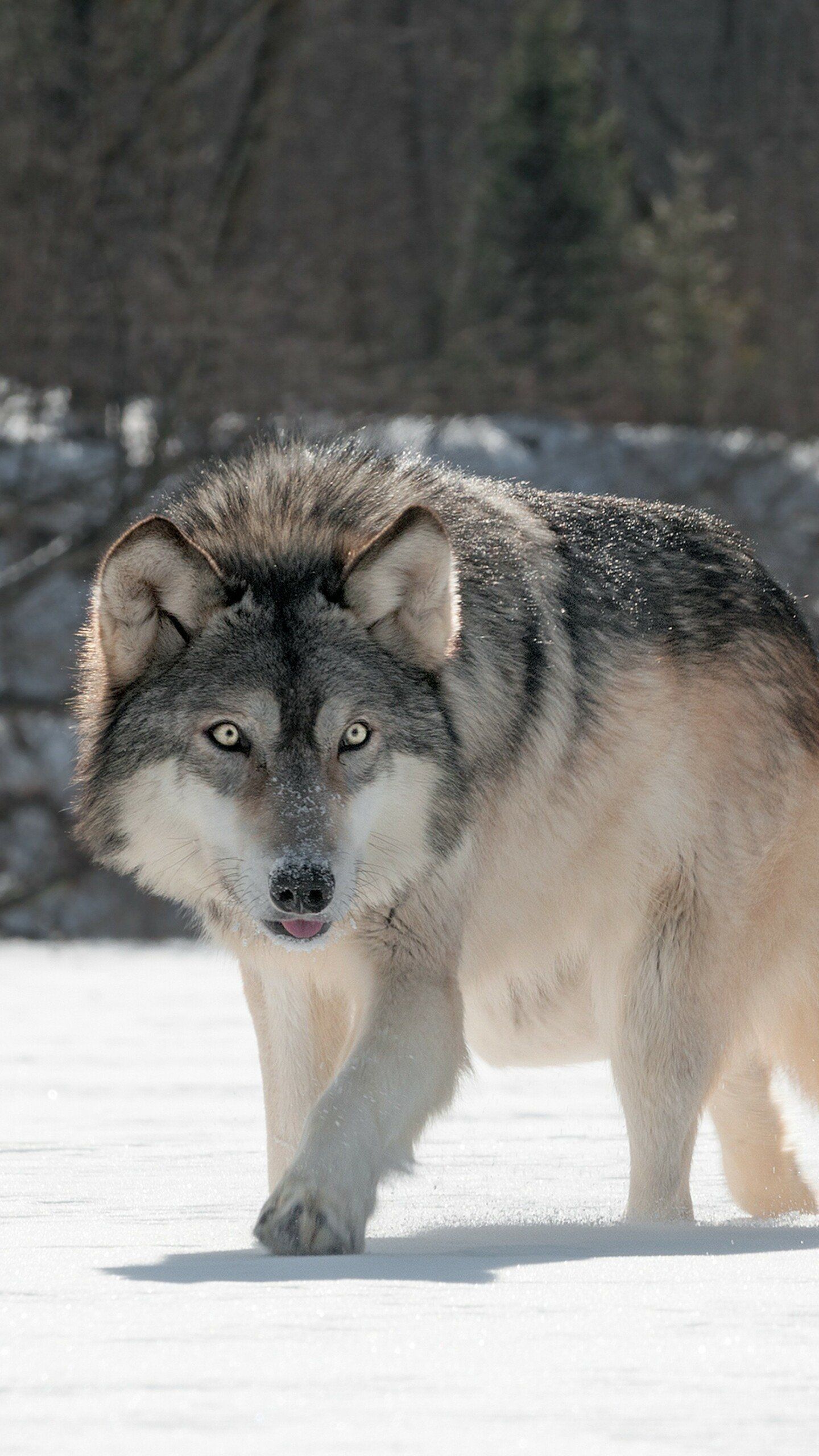 Wild Wolf 5K, HD Animals Wallpaper Photo and Picture. Animals wild, Animals, Wolf photo