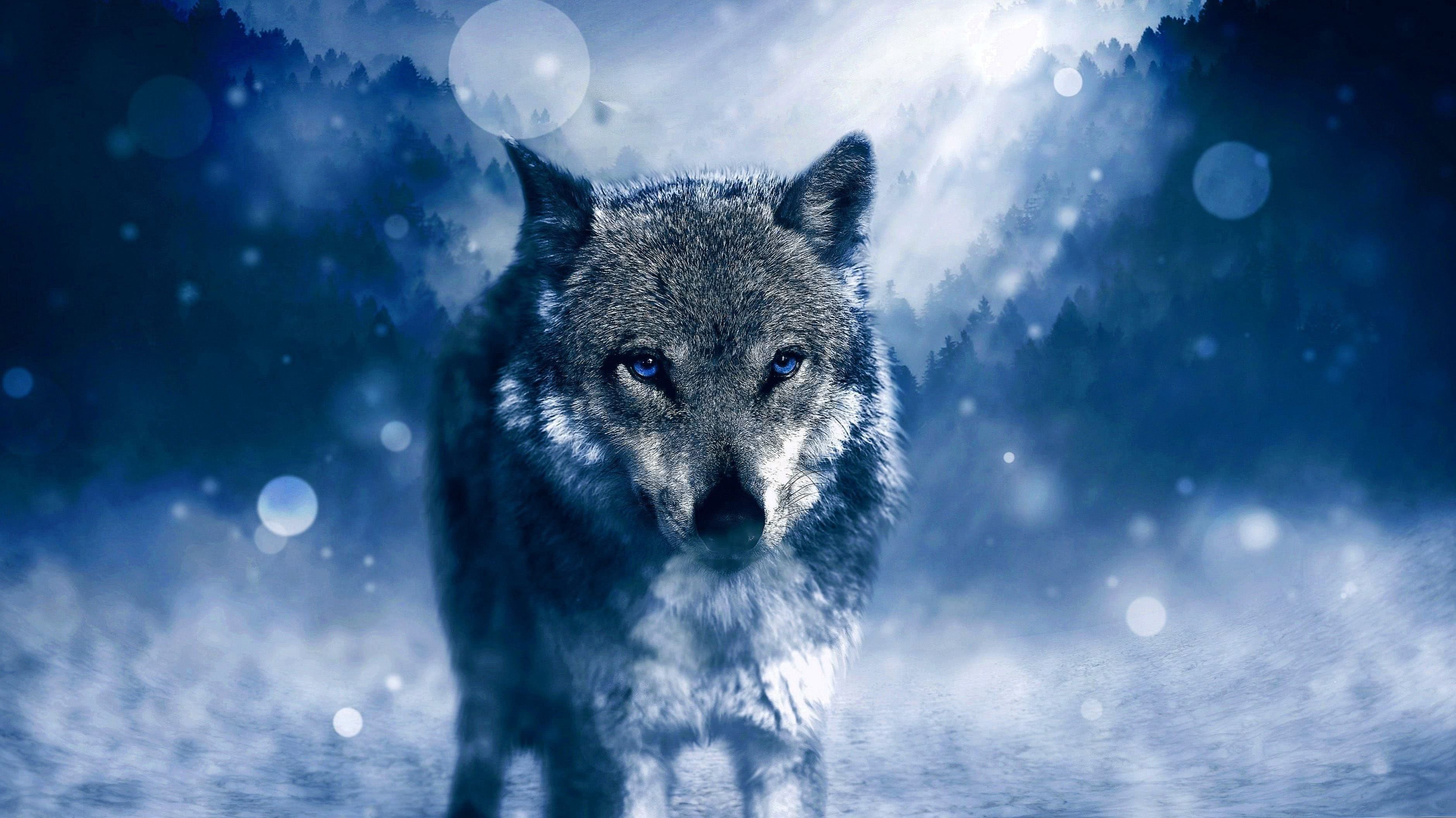 Wild Wolf HD Wallpaper