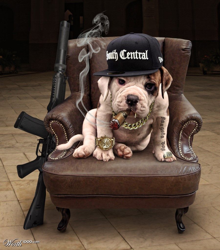 Gangsta Dog. Girl and dog, Dog boarding near me, Custom pet memorials