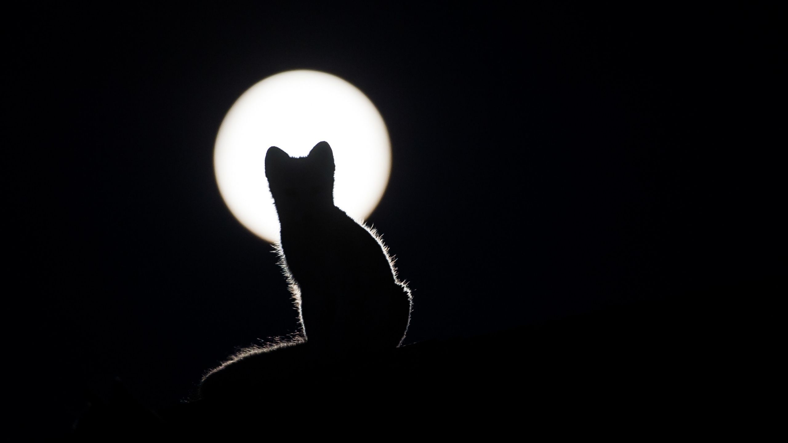 Cat and Moon Wallpaper Free Cat and Moon Background