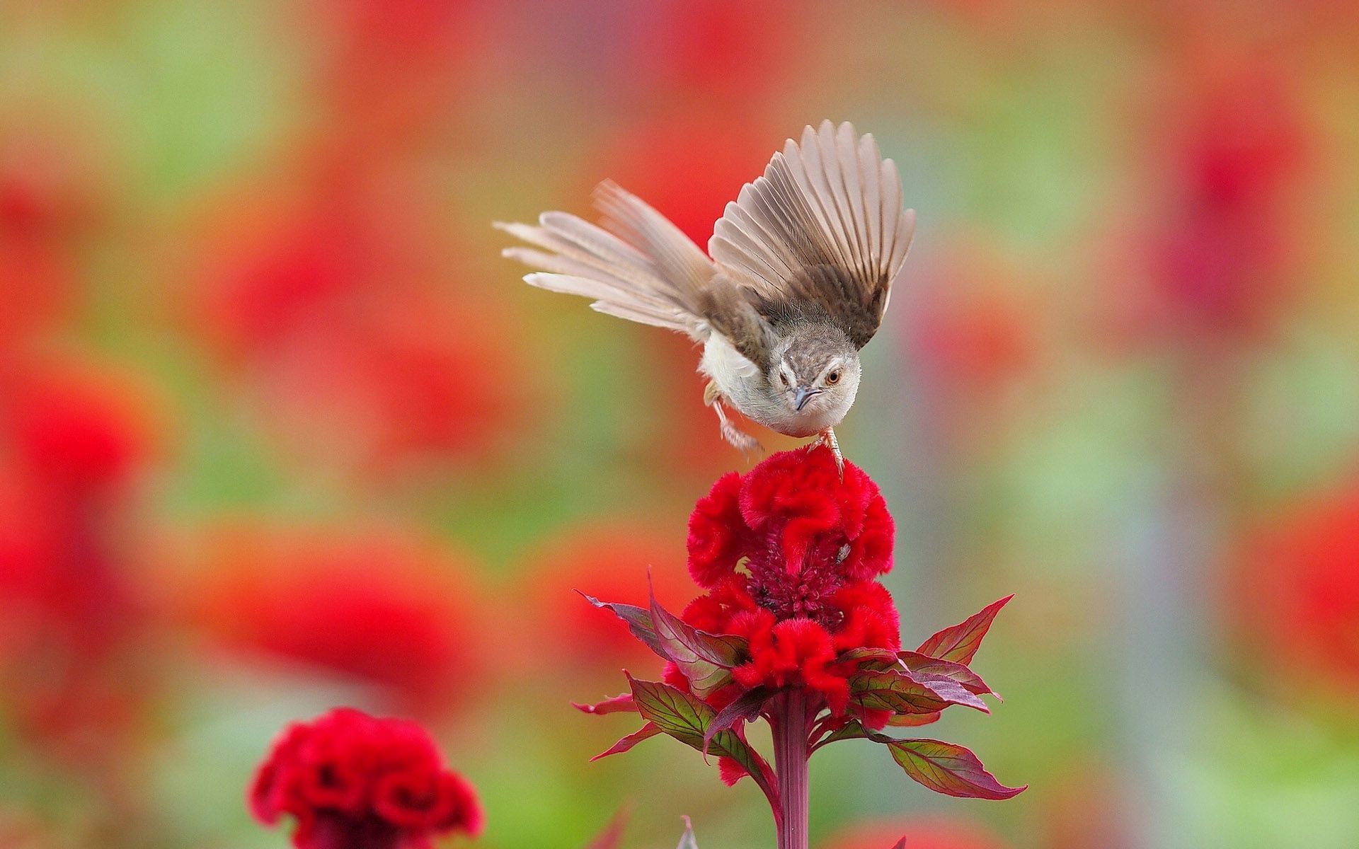 Small bird on the flower, floral, animal, animals wallpaper. Small bird on the flower, floral, animal, animals st
