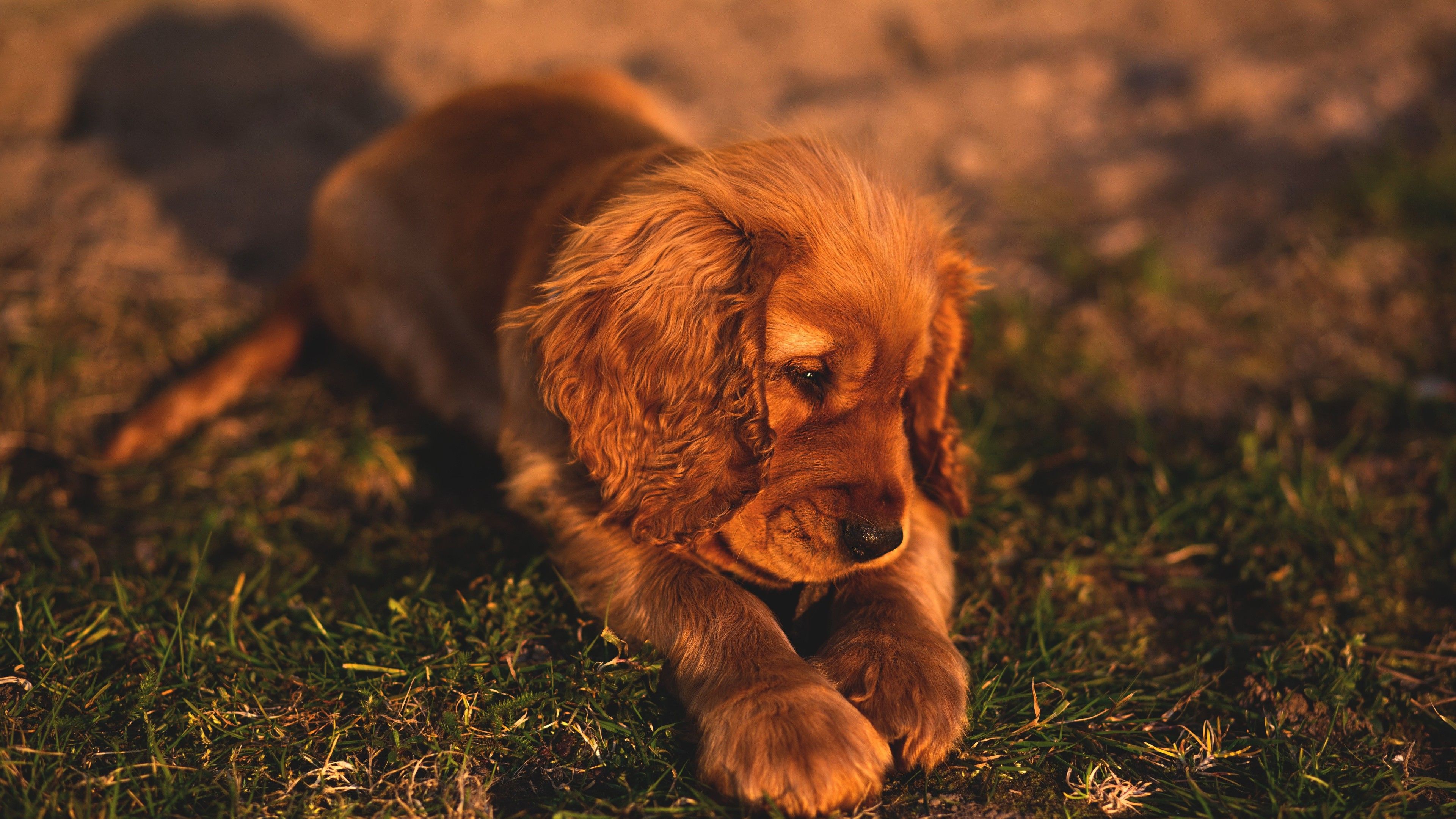 Wallpaper 4k Cute Small Puppy Brown Hairs 4k Wallpaper, Animals Wallpaper, Dog Wallpaper, Hairs Wallpaper, Hd Wallpaper, Puppy Wallpaper