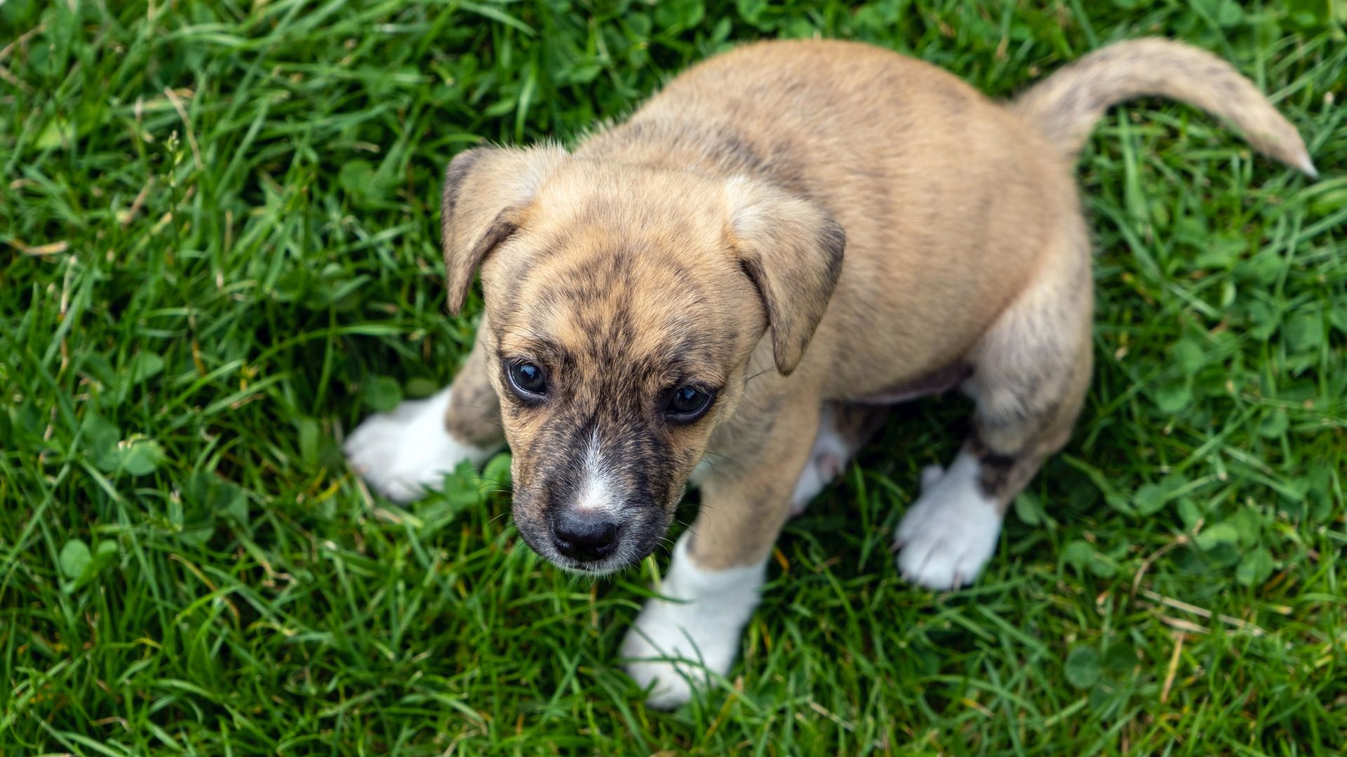 White And Brown Short Coated Small Puppy On Green Grass Field During Daytime HD Animals Wallpaper