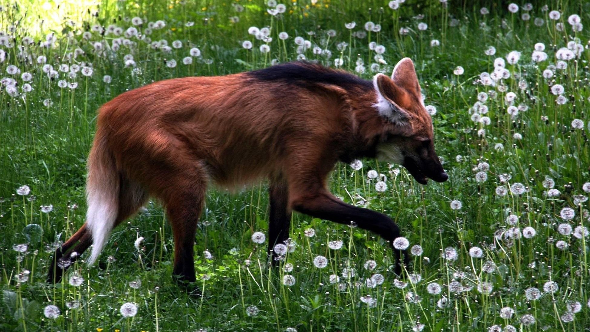 maned wolf HD wallpaper, background
